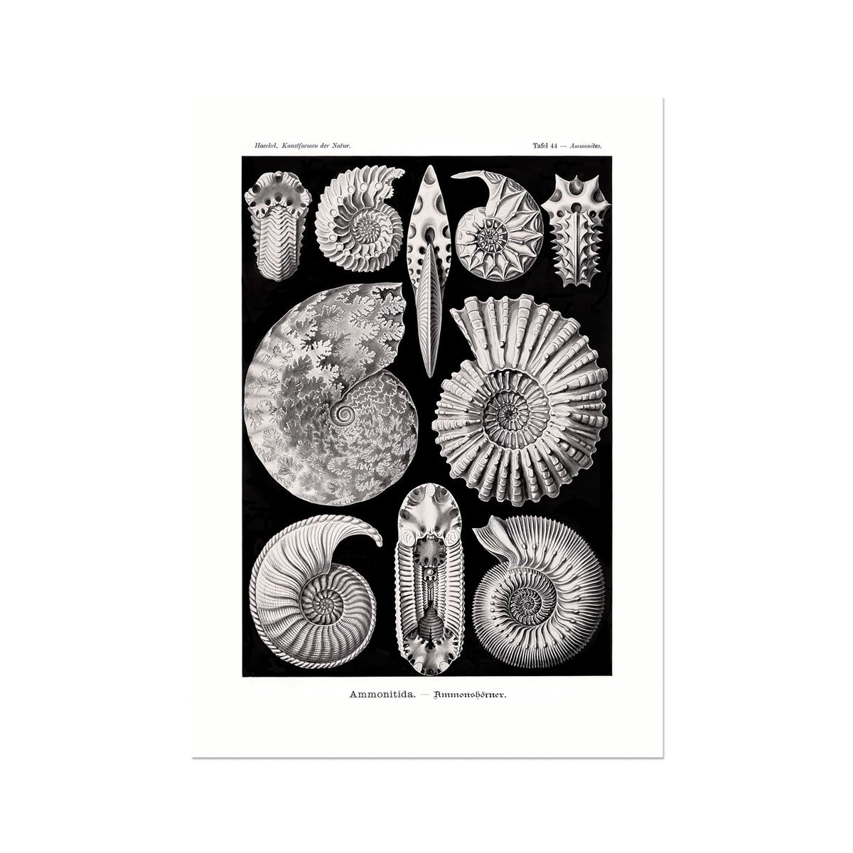 Ernst Haeckel, Ammonitida Nautilus Shells Seashells Sacred Geometry Fine Art Print