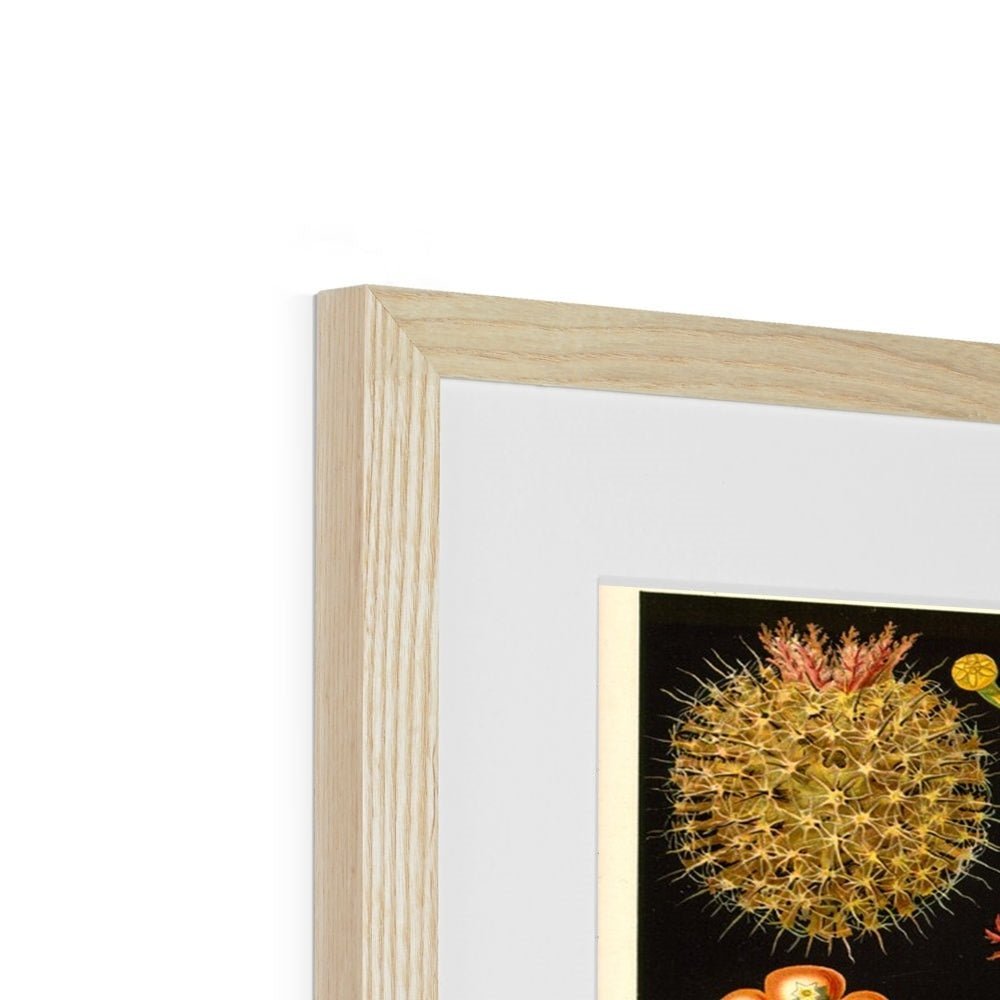 Ernst Haeckel, Ascidiea (Sea Squirts) Framed Print