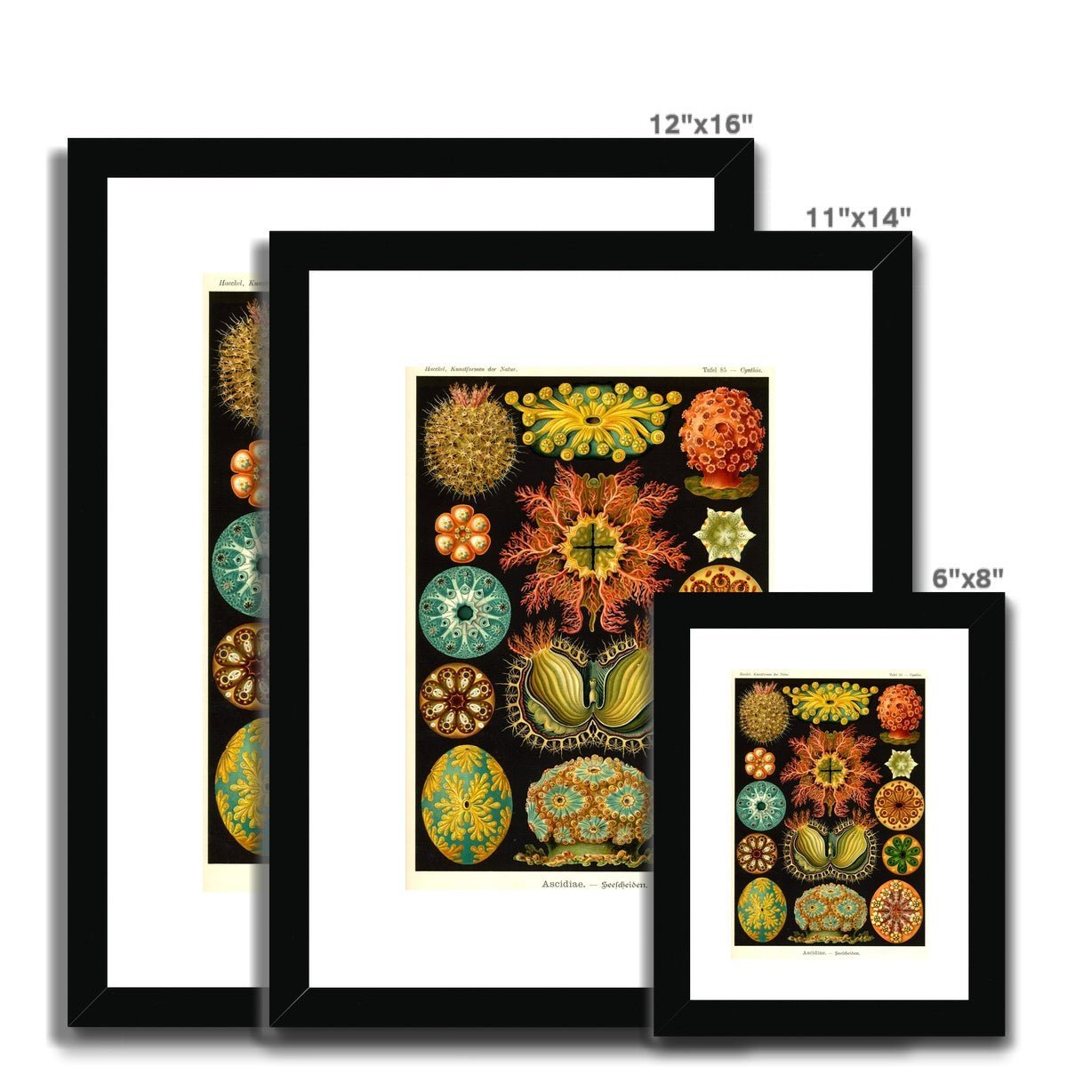 Ernst Haeckel, Ascidiea (Sea Squirts) Framed Print