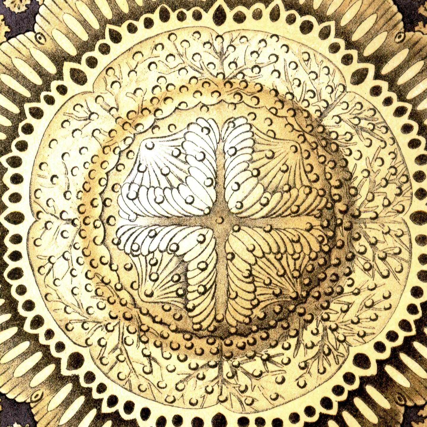 Ernst Haeckel Discomedusae Jellyfish Marine Life Botanical Illustration Giclée Fine Art Print