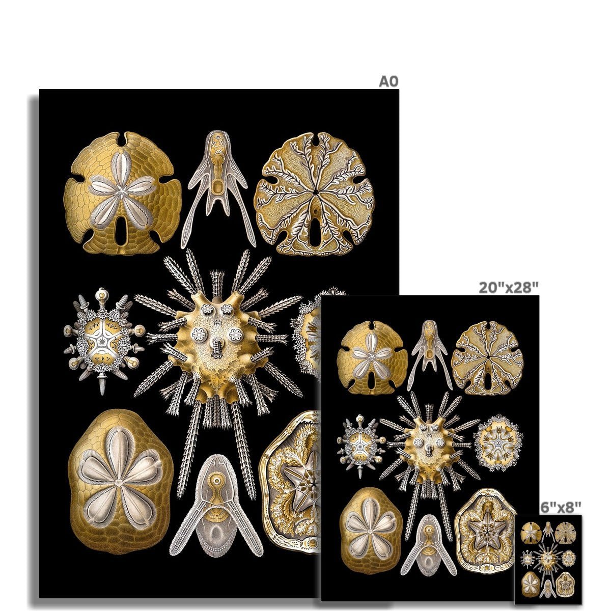 Ernst Haeckel, Echinidea, Marine Life, Sand Dollars, Seashells Giclée | Ocean Home Decor | Vintage Fine Art Print