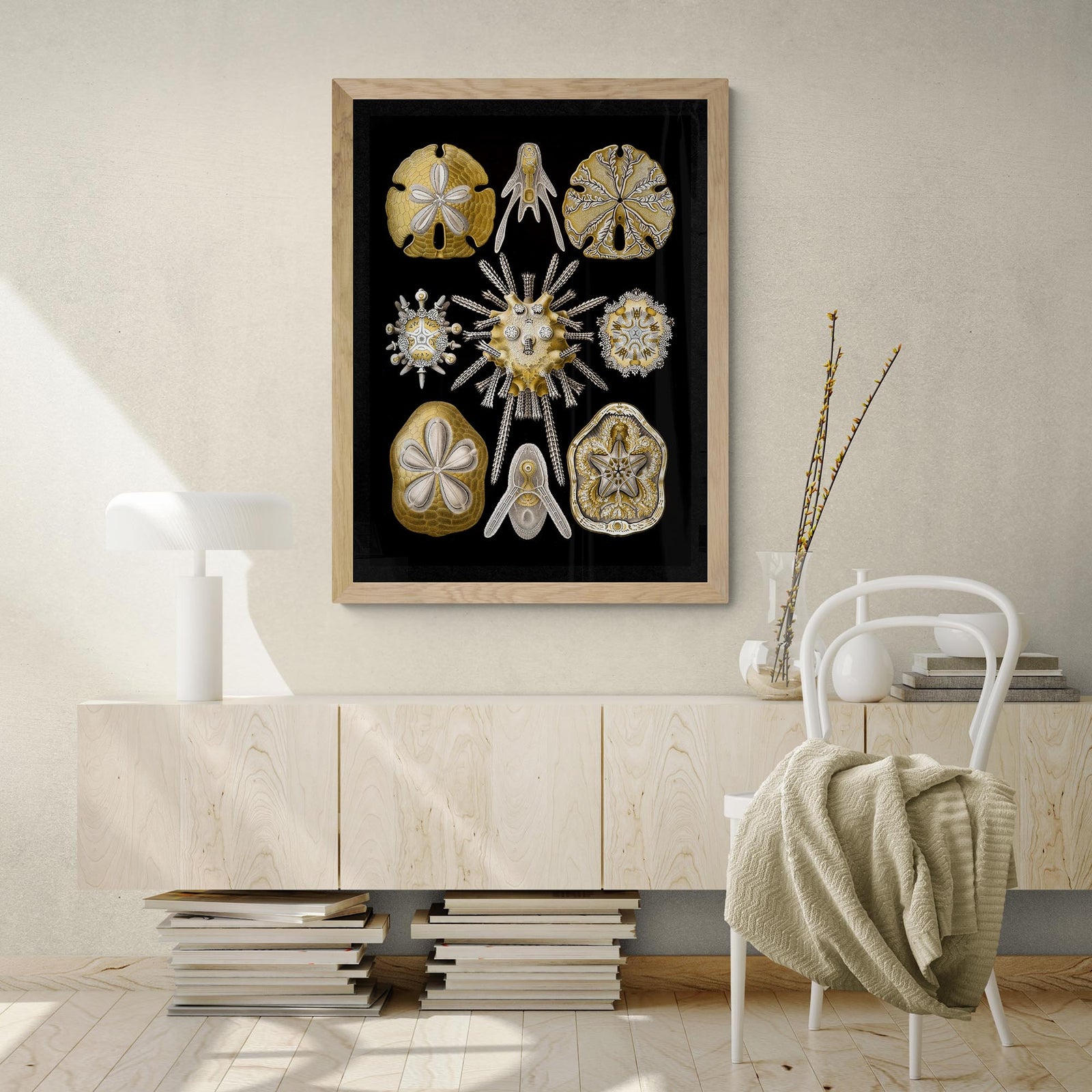 Ernst Haeckel, Echinidea, Marine Life, Sand Dollars, Seashells Giclée | Ocean Home Decor | Vintage Fine Art Print
