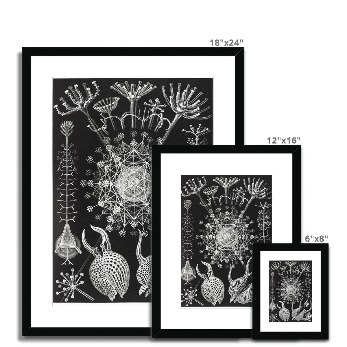 Ernst Haeckel Framed & Mounted Print