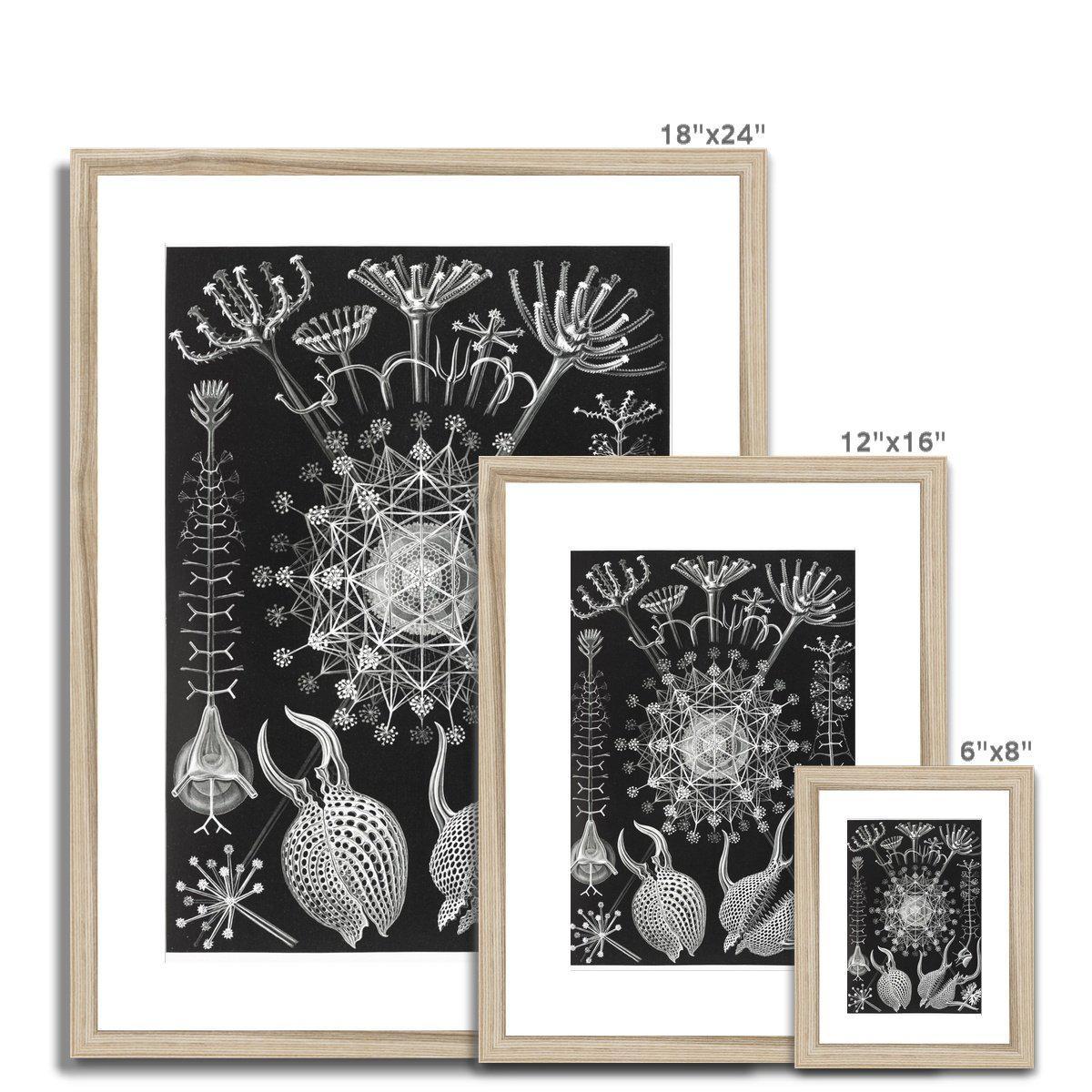 Ernst Haeckel Framed & Mounted Print