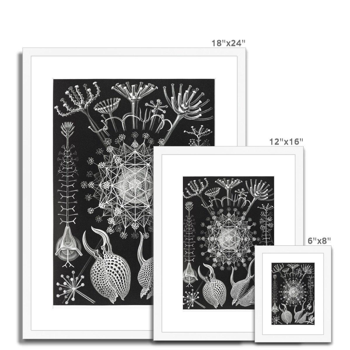 Ernst Haeckel Framed & Mounted Print