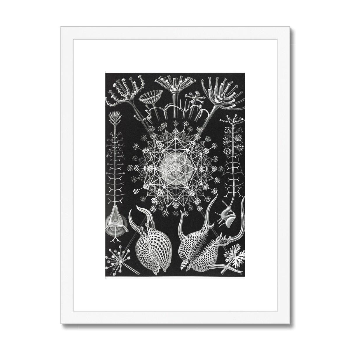 Ernst Haeckel Framed & Mounted Print