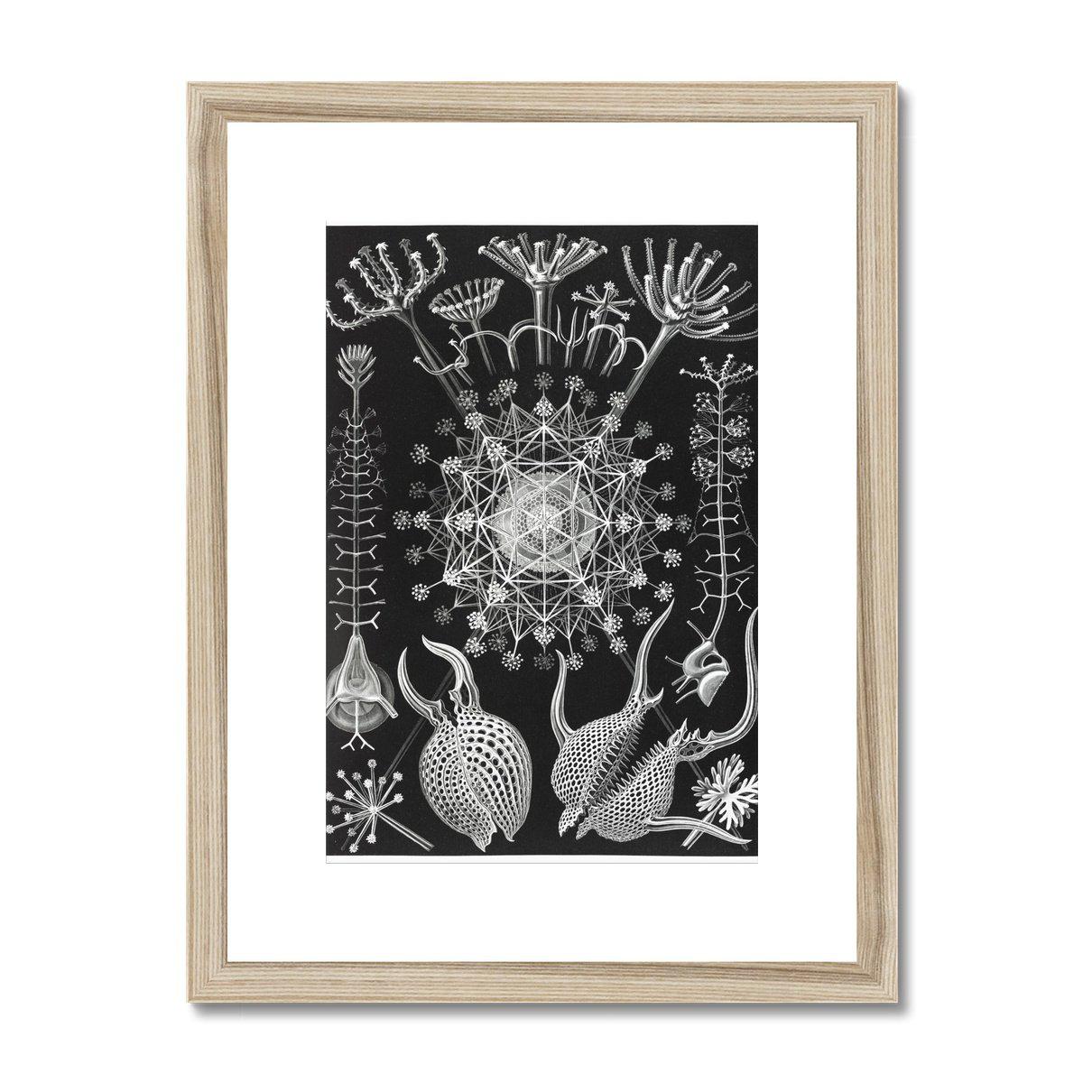Ernst Haeckel Framed & Mounted Print