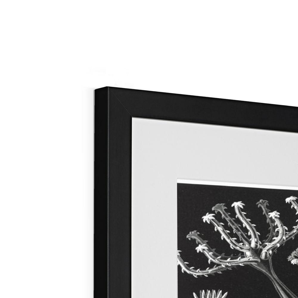 Ernst Haeckel Framed & Mounted Print