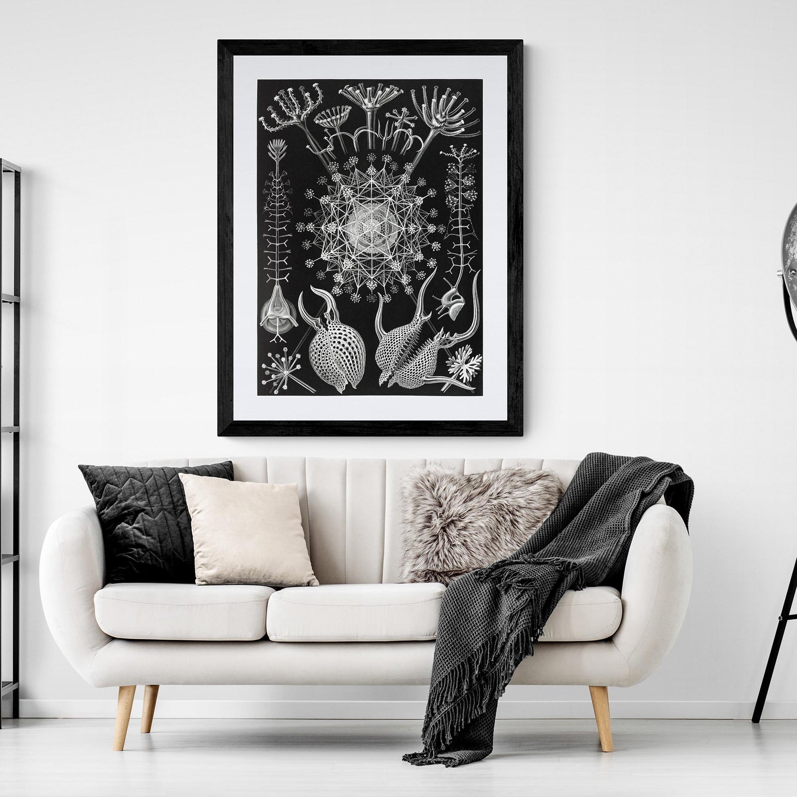 Ernst Haeckel Framed & Mounted Print