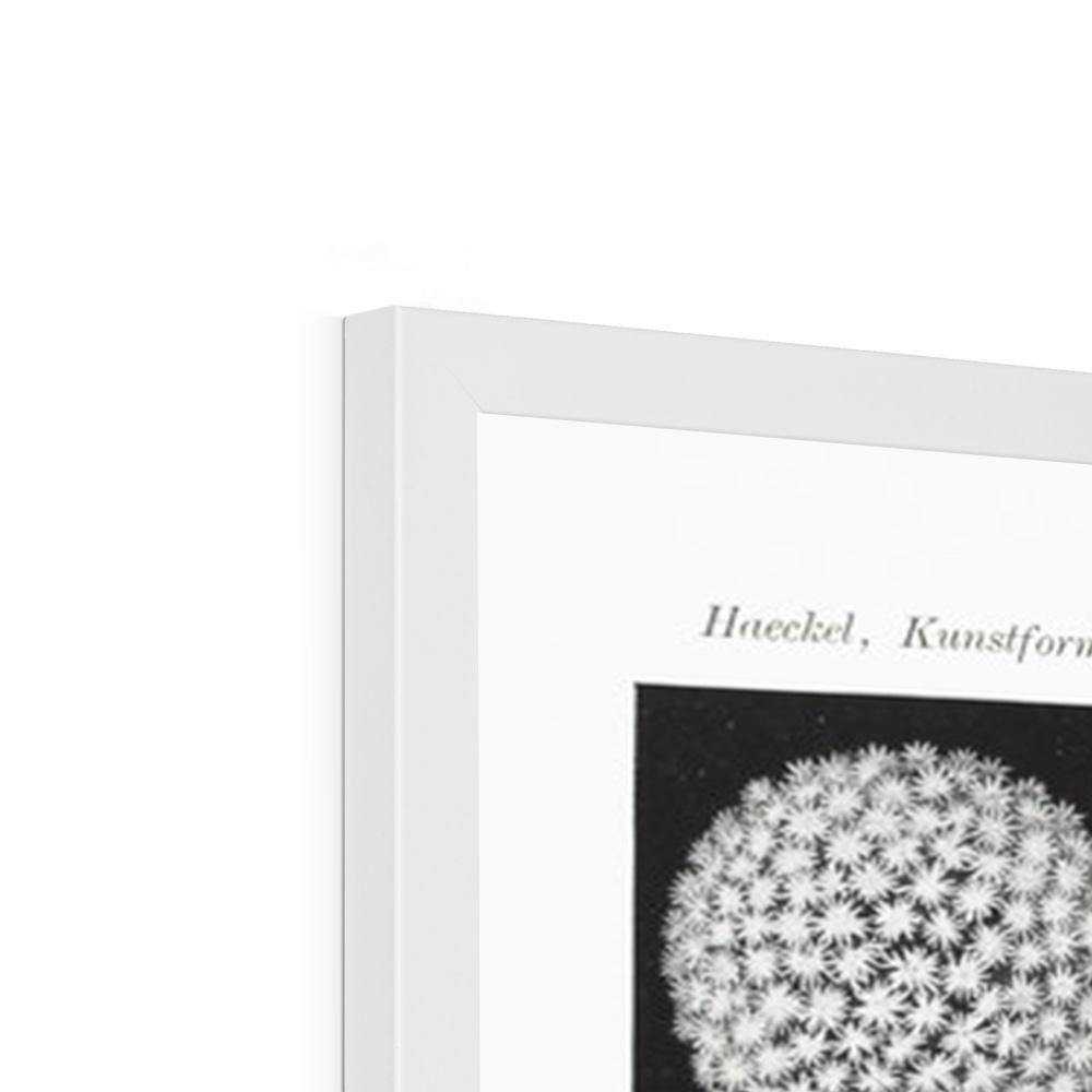 Ernst Haeckel Framed Print