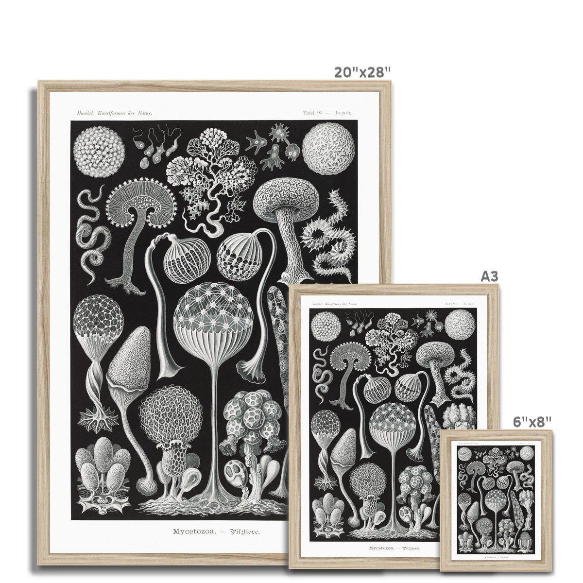 Ernst Haeckel Framed Print