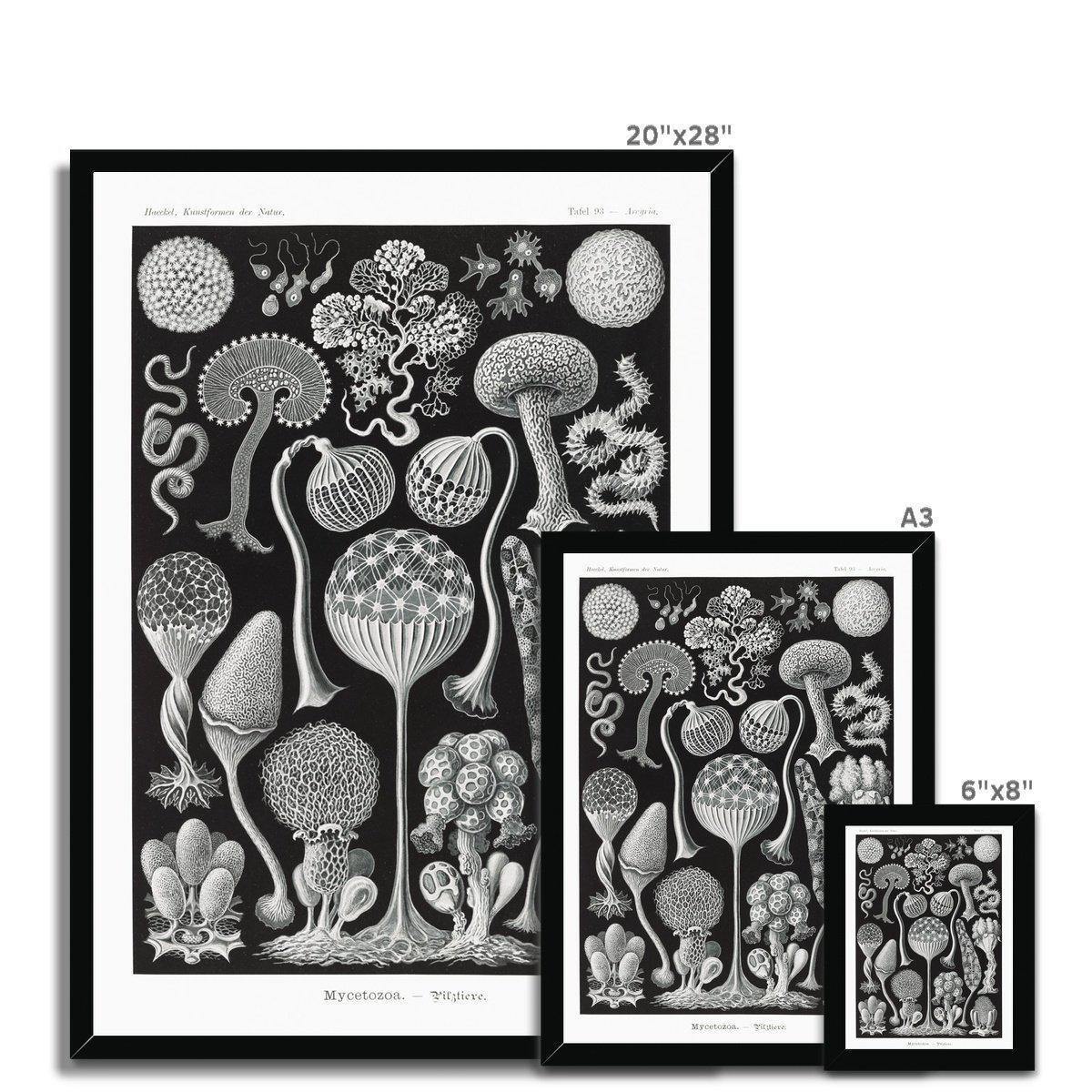 Ernst Haeckel Framed Print