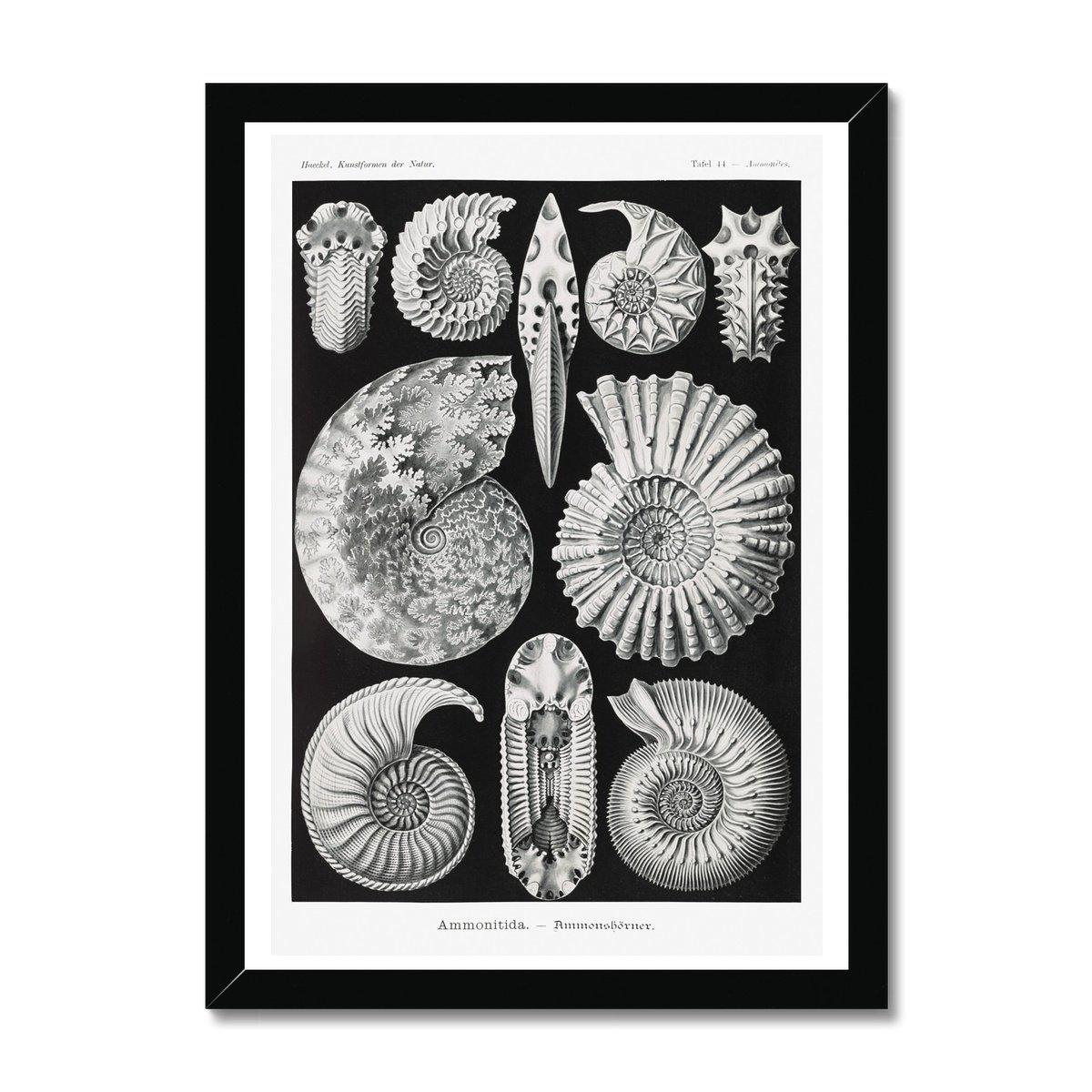ERNST HAECKEL FRAMED PRINT