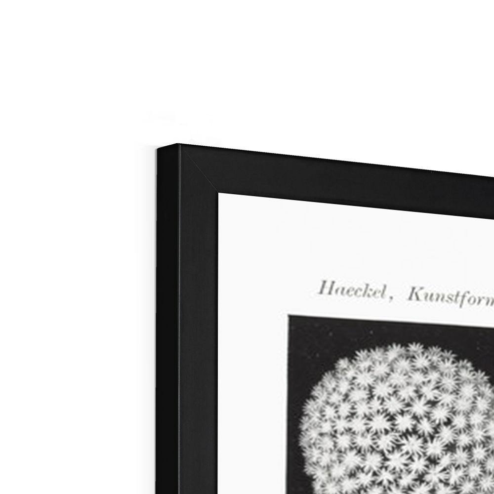 Ernst Haeckel Framed Print