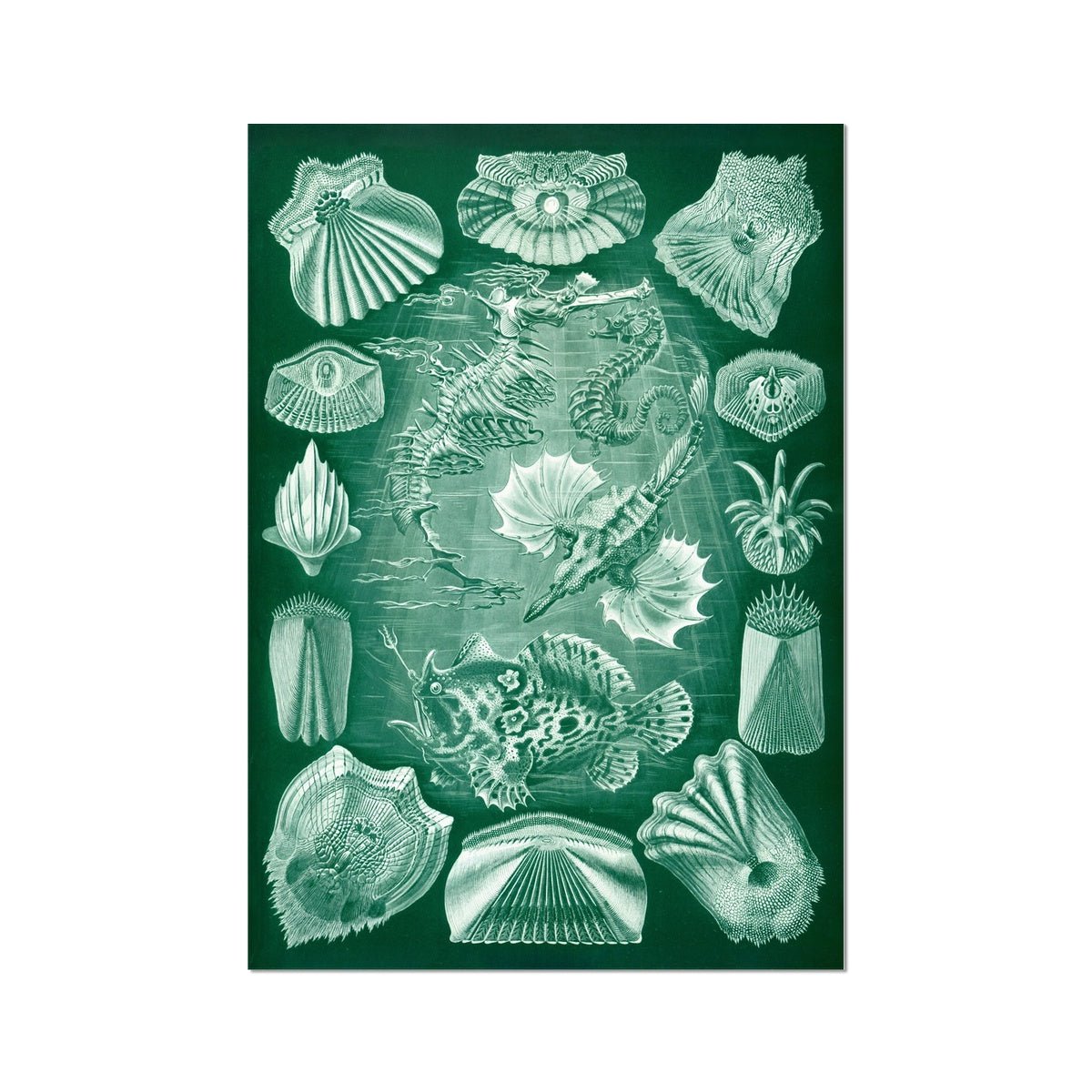 Ernst Haeckel Teleostei Marine Life Seashells Ocean Life Scuba Beach Vintage Giclée Fine Art Print
