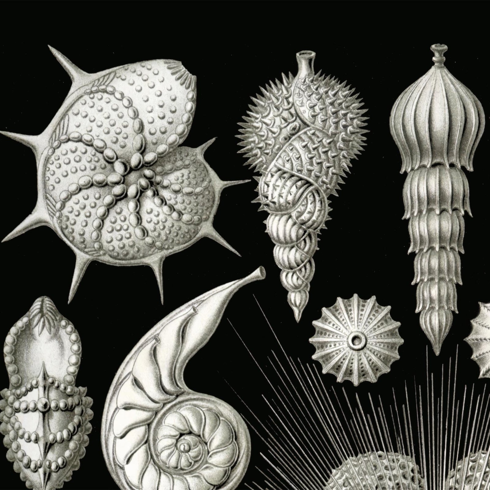 Ernst Haeckel Thalamphora Marine Life (Art Forms in Nature) | Ocean Seashells Starfish | Natural History Gift Vintage Fine Art Print