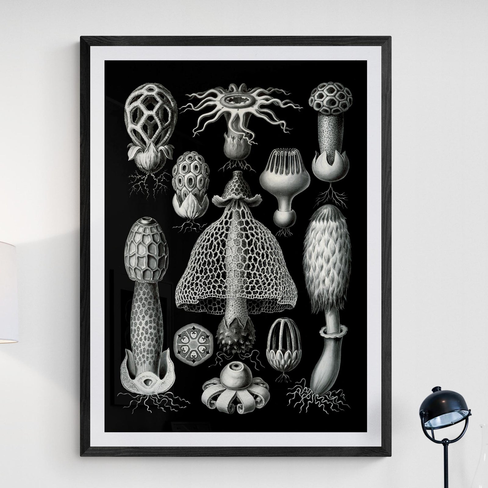 Haeckel Basimycetes Mushroom Art Botanical Fungi Mycelium Poster Mushroom Illustration Vintage Giclee Fine Art Print