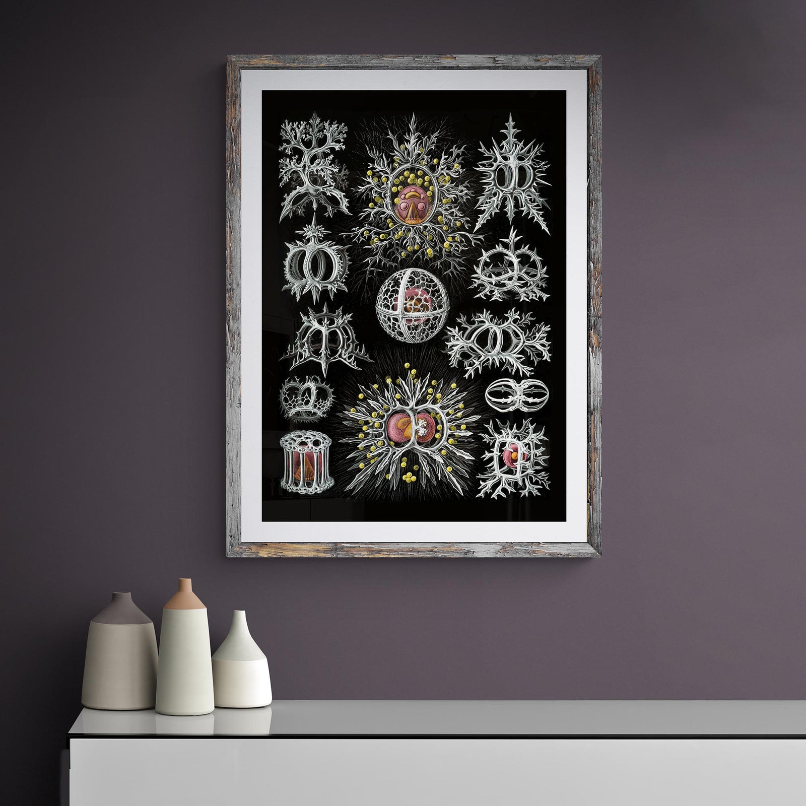 Haeckel Stephoidea Marine Life | Vintage Sea, Ocean Decor, Evolution Fine Art Print