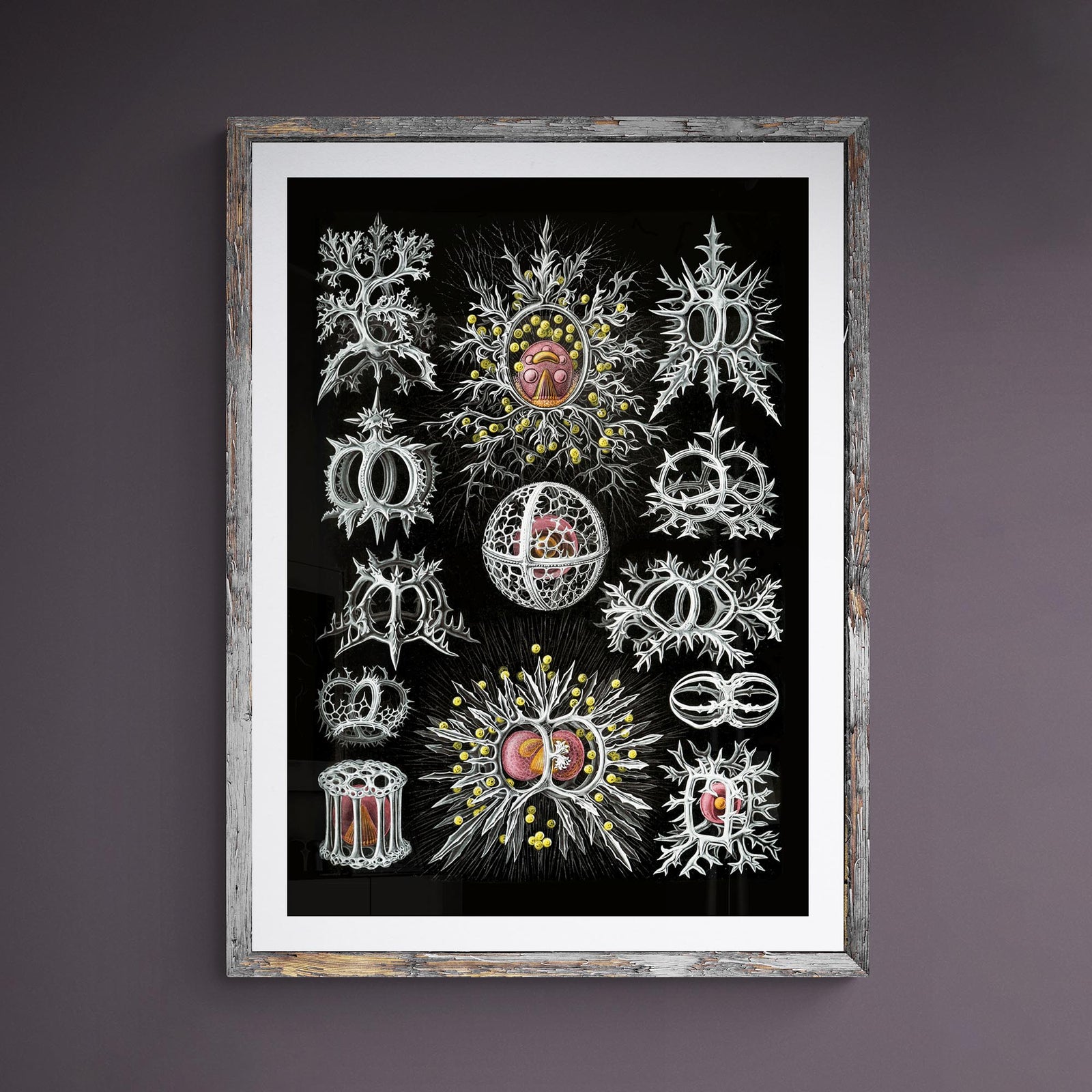 Haeckel Stephoidea Marine Life | Vintage Sea, Ocean Decor, Evolution Fine Art Print