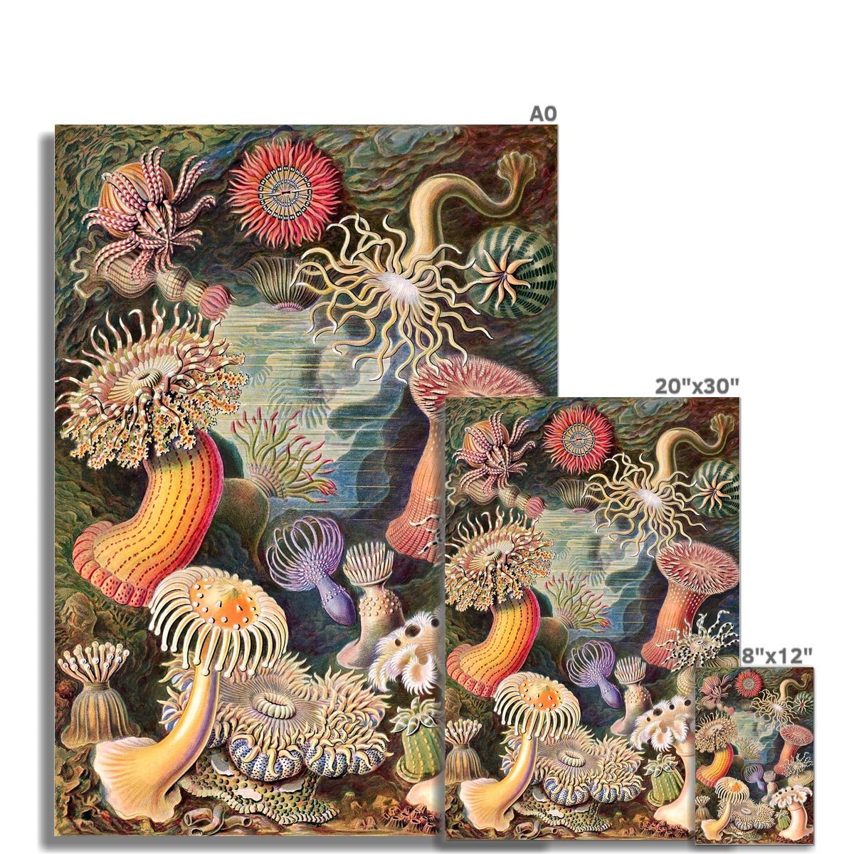 giclee Ernst Haeckel Actiniae Marine Life Ocean Botanical Antique Giclée Fine Art Print