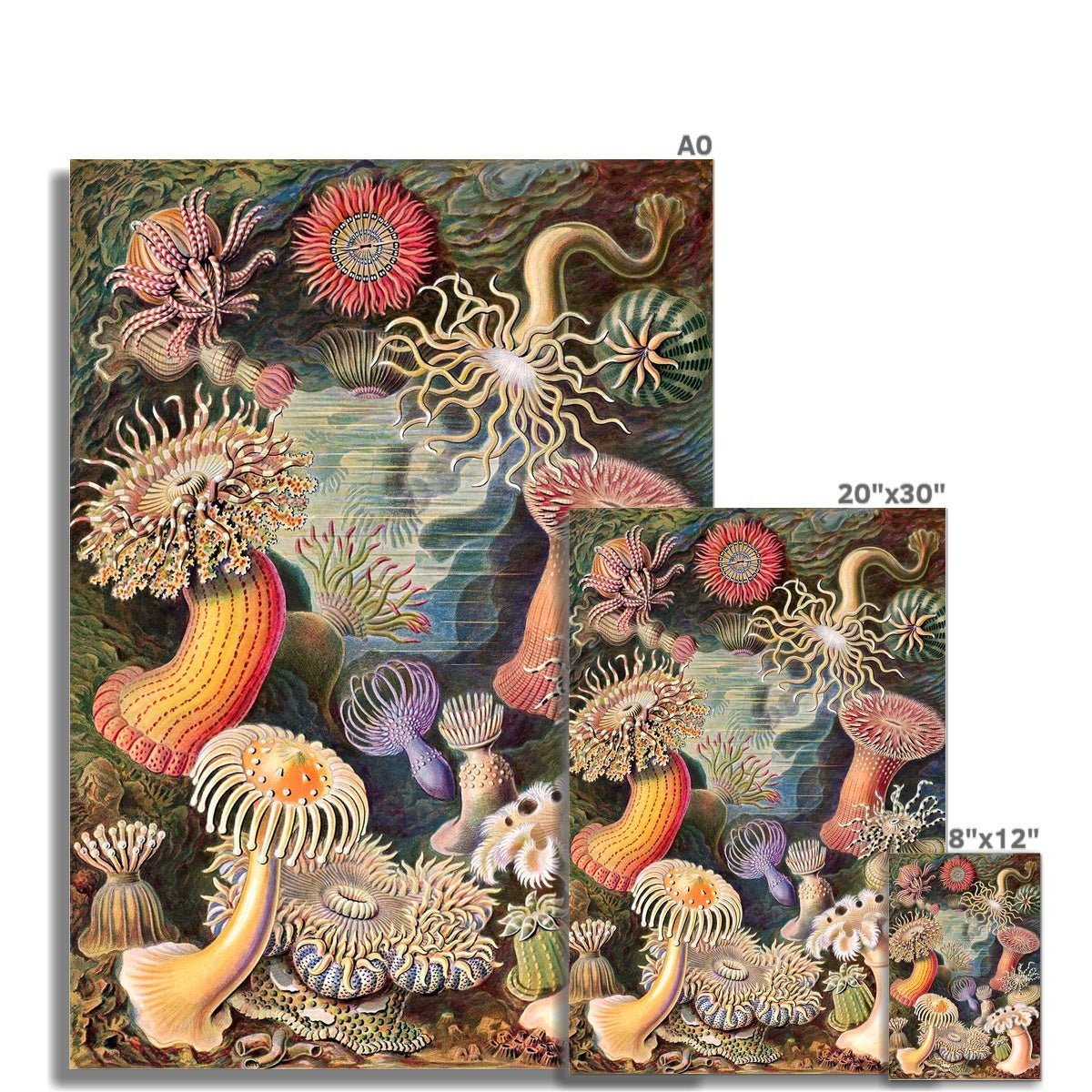 giclee 8"x12" Ernst Haeckel Actiniae Marine Life Ocean Botanical Antique Giclée Fine Art Print