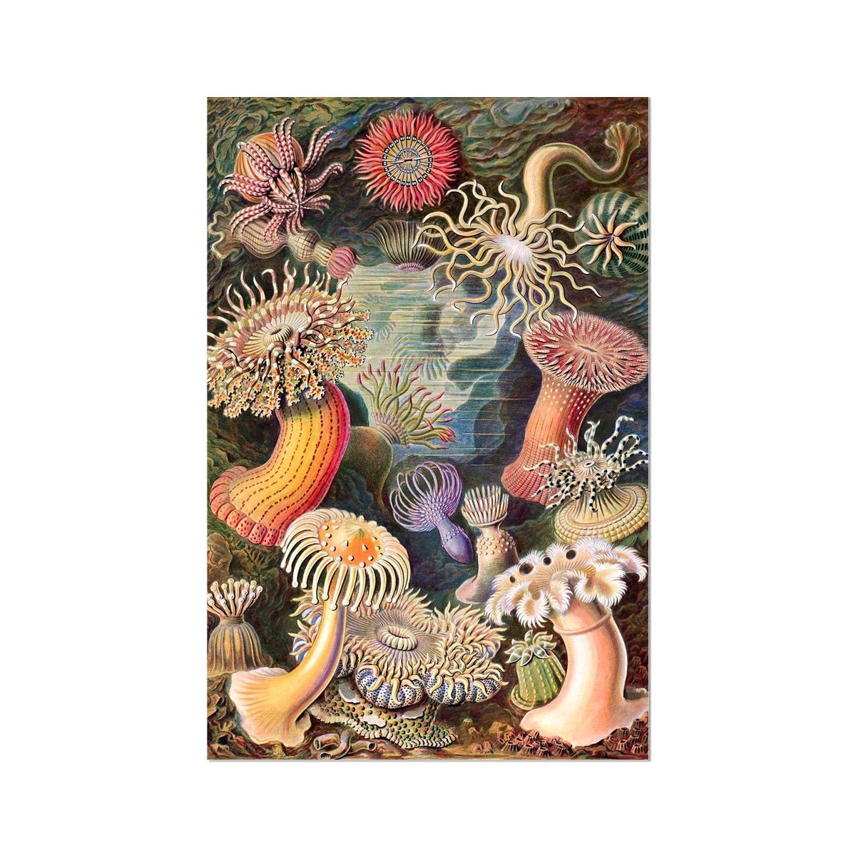 giclee Ernst Haeckel Actiniae Marine Life Ocean Botanical Antique Giclée Fine Art Print