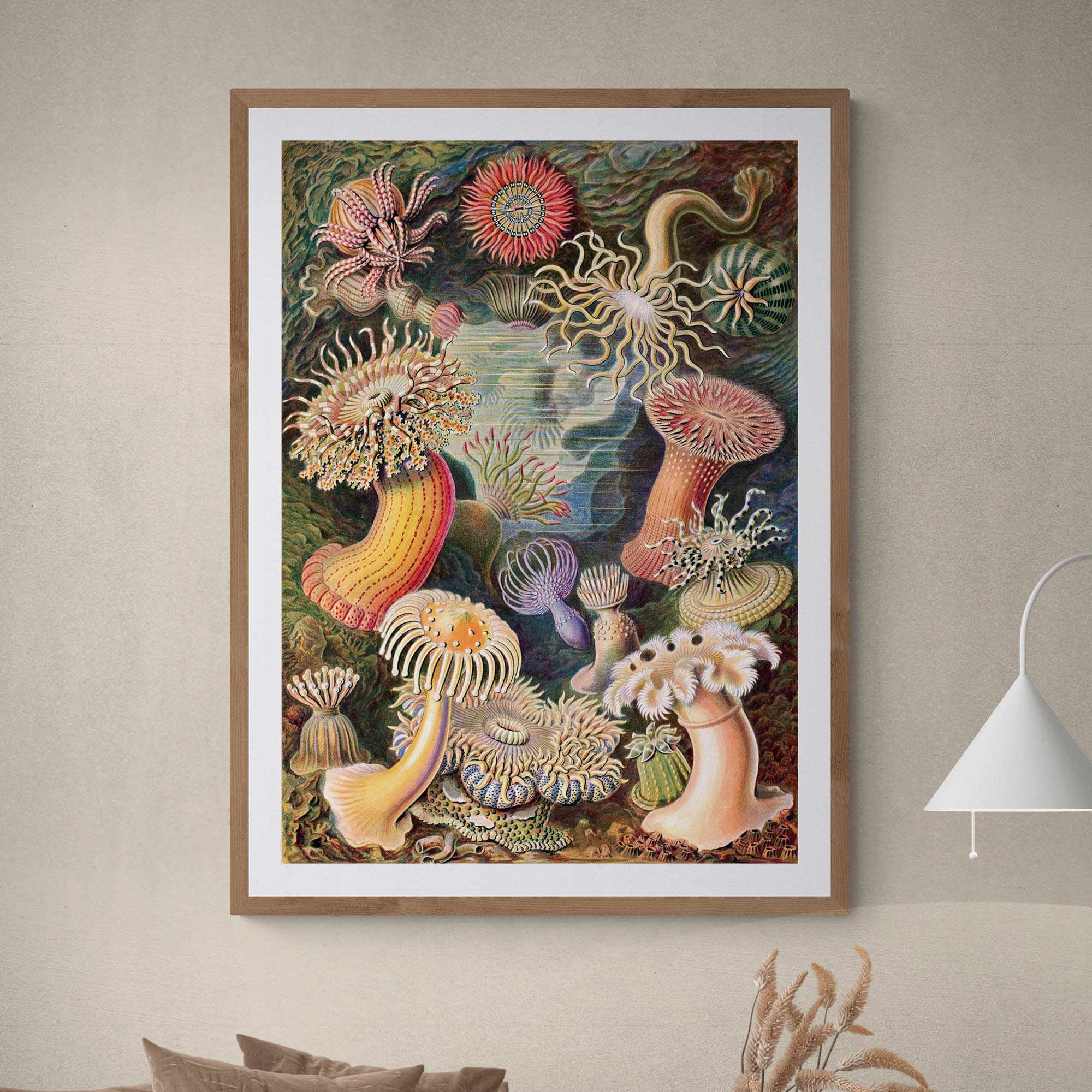 giclee 8"x12" Ernst Haeckel Actiniae Marine Life Ocean Botanical Antique Giclée Fine Art Print