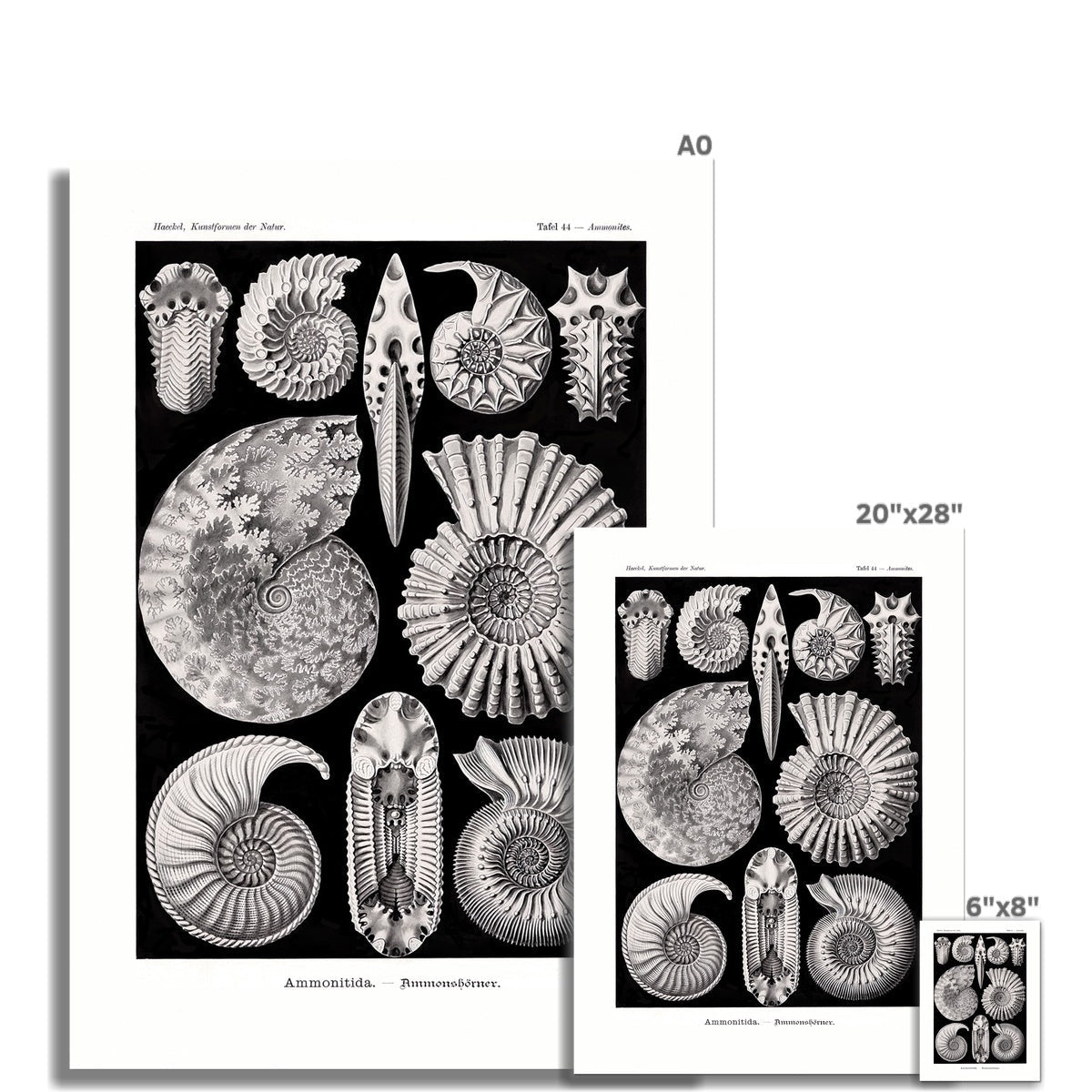 giclee Ernst Haeckel, Ammonitida Nautilus Shells Seashells Sacred Geometry Fine Art Print