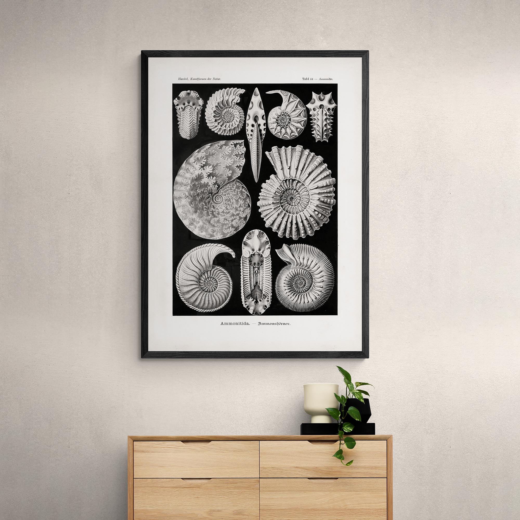 giclee Ernst Haeckel, Ammonitida Nautilus Shells Seashells Sacred Geometry Fine Art Print
