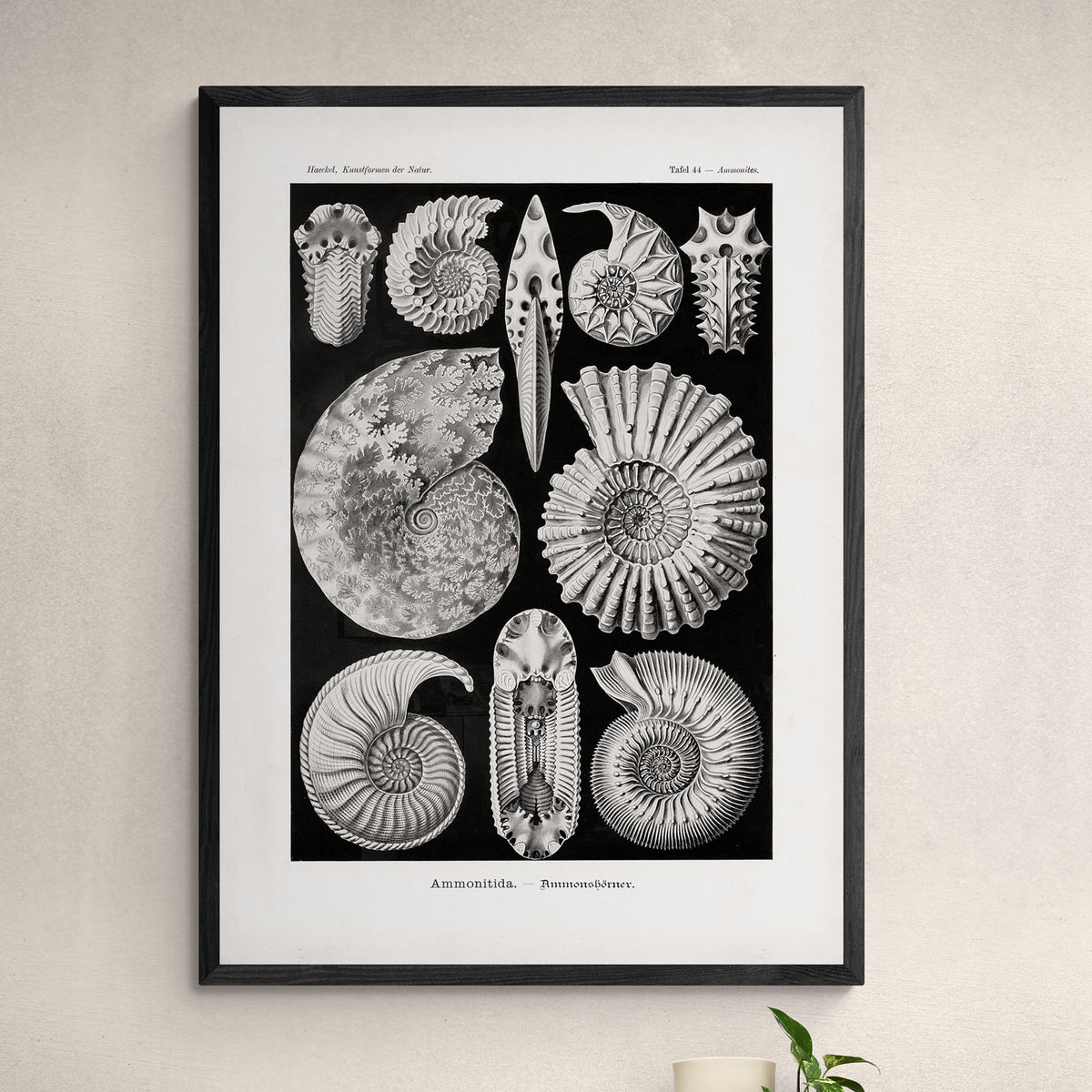 giclee 6&quot;x8&quot; Ernst Haeckel, Ammonitida Nautilus Shells Seashells Sacred Geometry Fine Art Print