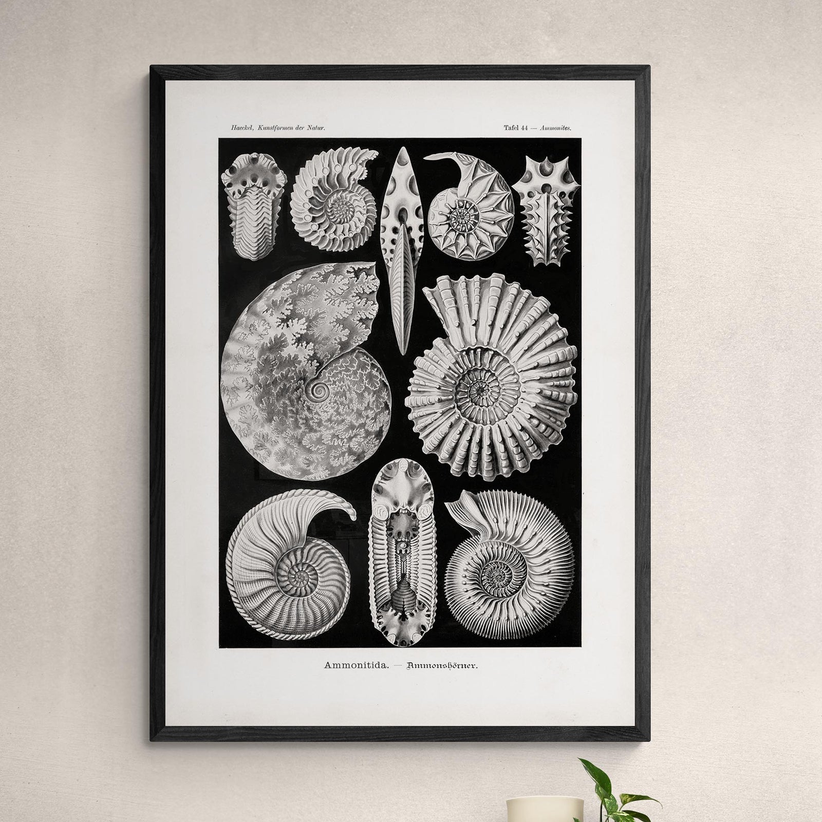 Ernst Haeckel, Ammonitida Nautilus Shells Seashells Sacred Geometry Fine Art Print