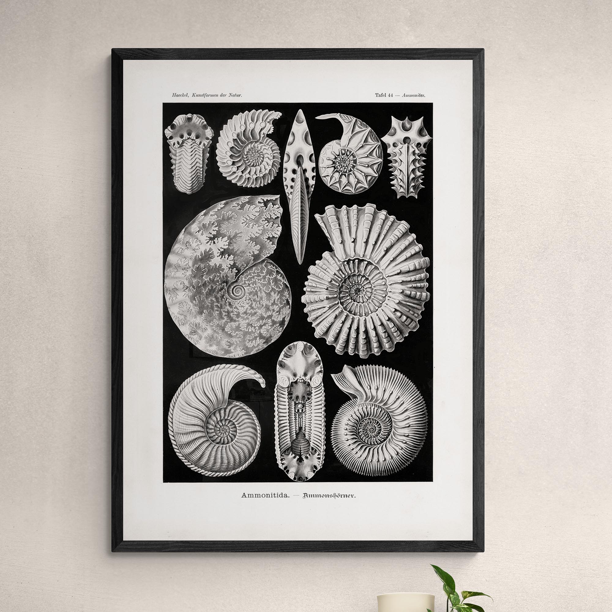 giclee 6"x8" Ernst Haeckel, Ammonitida Nautilus Shells Seashells Sacred Geometry Fine Art Print