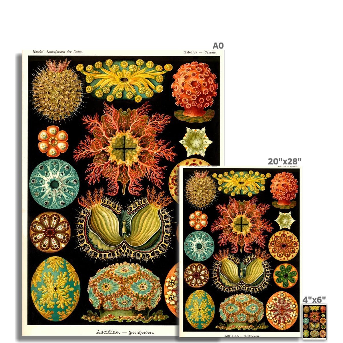 giclee 4"x6" Ernst Haeckel, Ascidiea (Sea Squirts) Fine Art Print