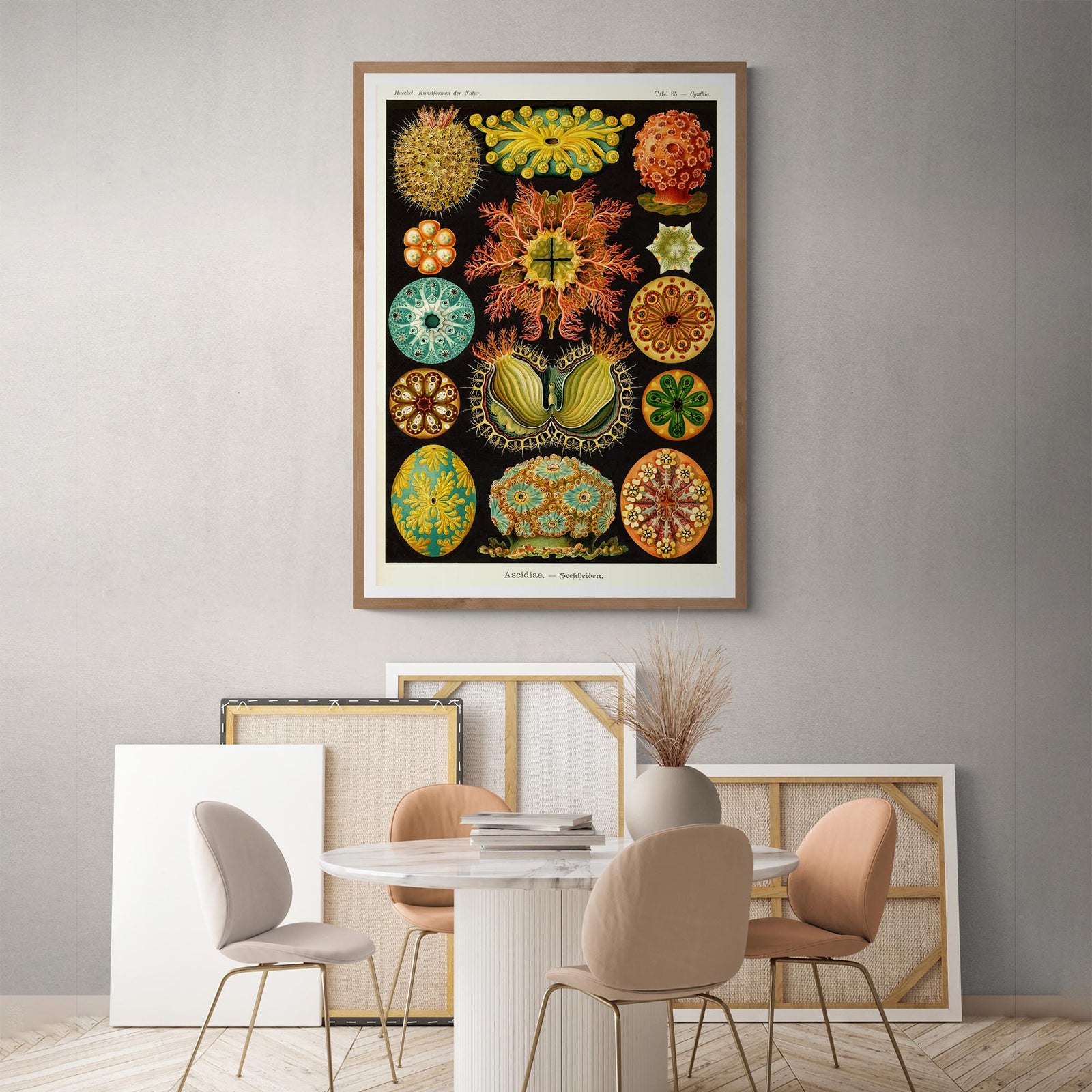 Ernst Haeckel, Ascidiea (Sea Squirts) Fine Art Print