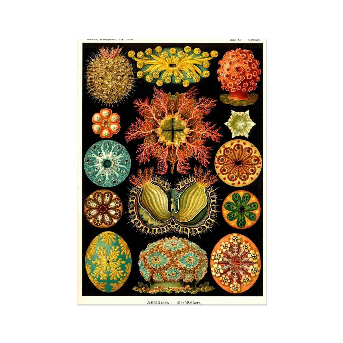 Ernst Haeckel, Ascidiea (Sea Squirts) Fine Art Print