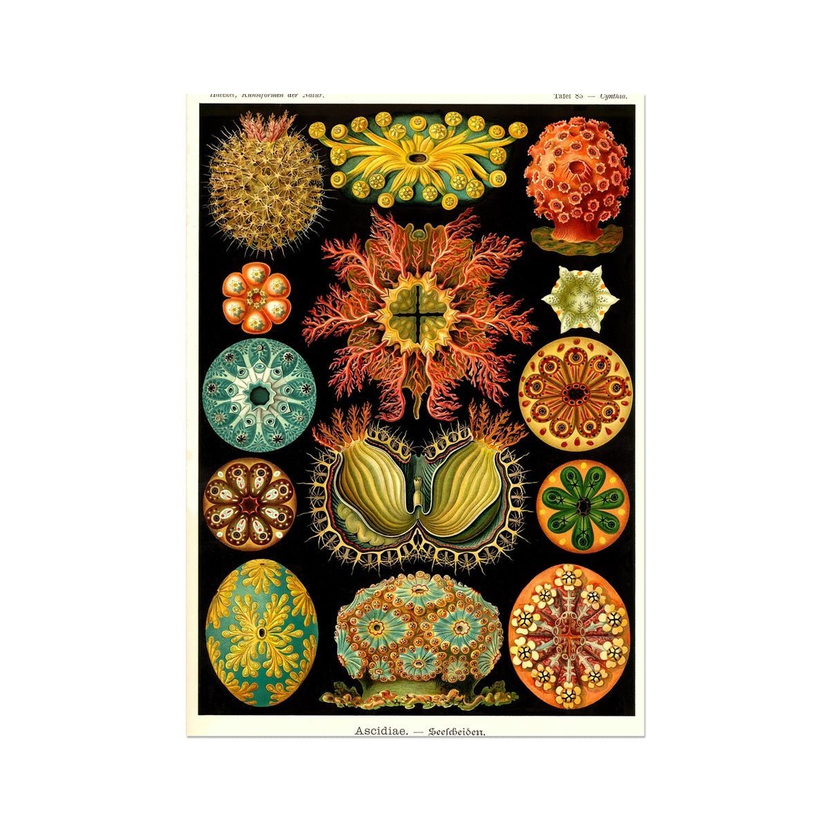 giclee Ernst Haeckel, Ascidiea (Sea Squirts) Fine Art Print