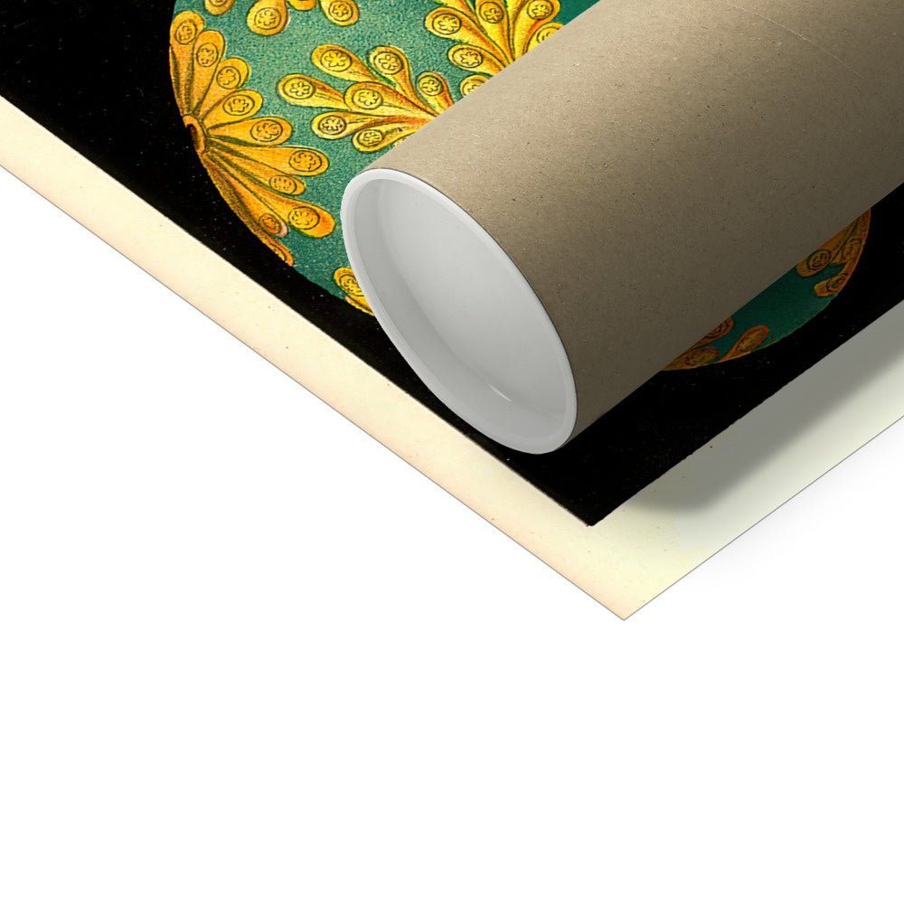 Ernst Haeckel, Ascidiea (Sea Squirts) Fine Art Print