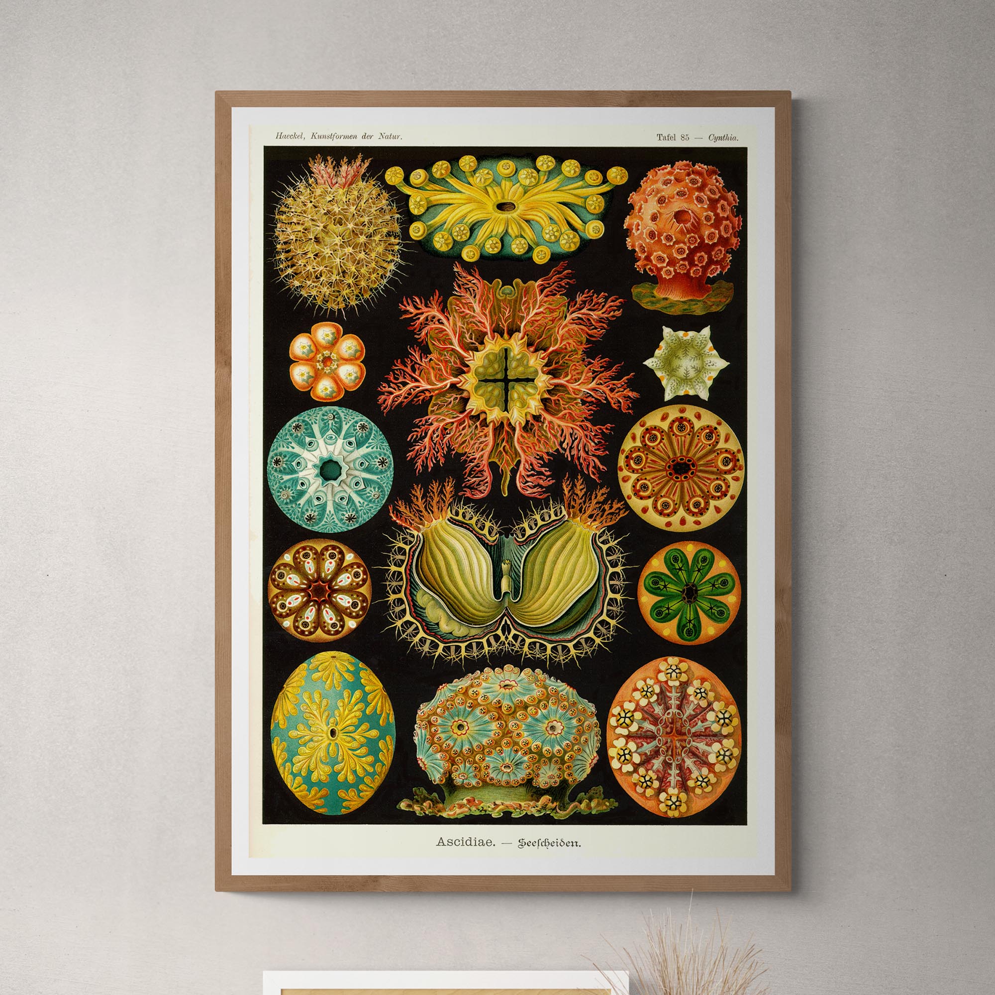 giclee 4"x6" Ernst Haeckel, Ascidiea (Sea Squirts) Fine Art Print