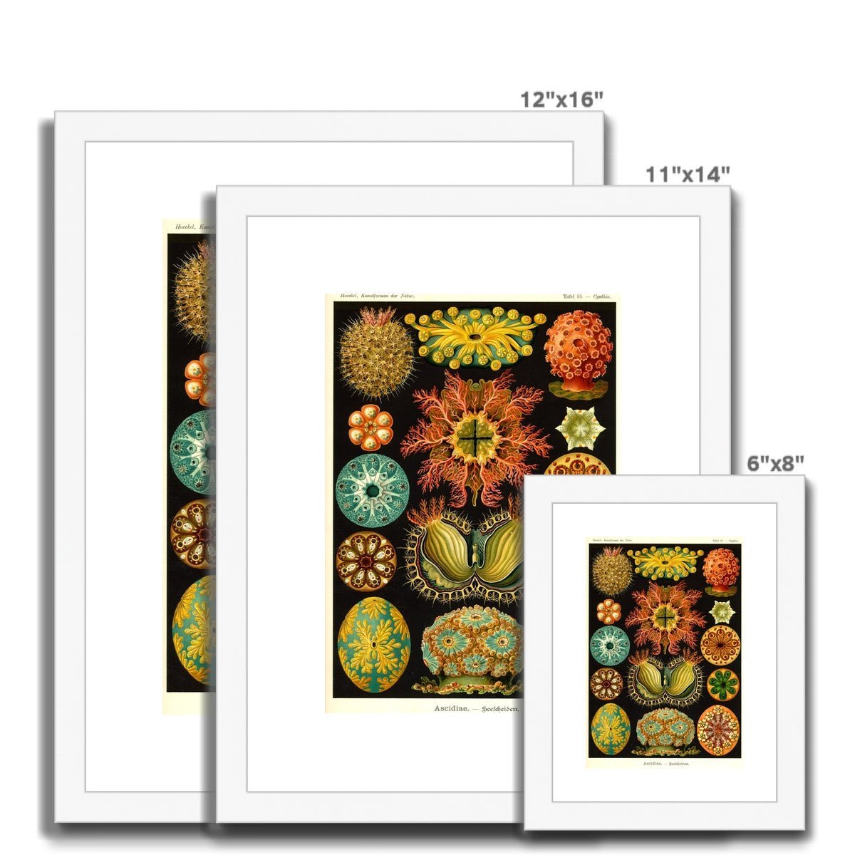 Ernst Haeckel, Ascidiea (Sea Squirts) Framed Print