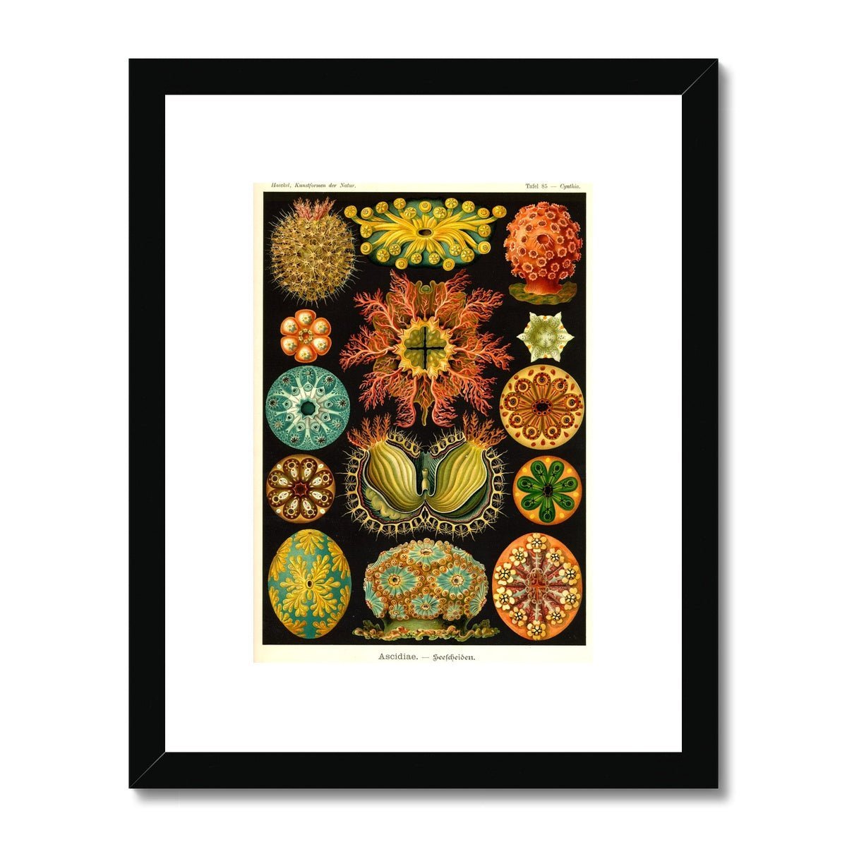 Fine art 6"x8" / Black Frame Ernst Haeckel, Ascidiea (Sea Squirts) Framed Print