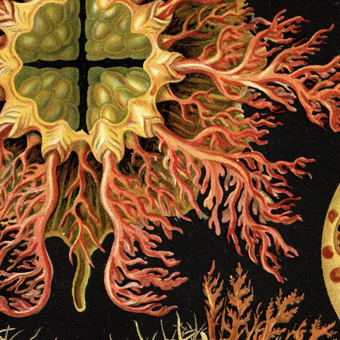 Ernst Haeckel, Ascidiea (Sea Squirts) Framed Print