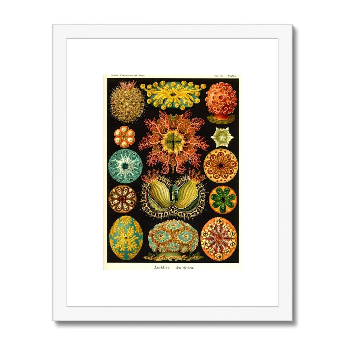 Fine art 6"x8" / White Frame Ernst Haeckel, Ascidiea (Sea Squirts) Framed Print