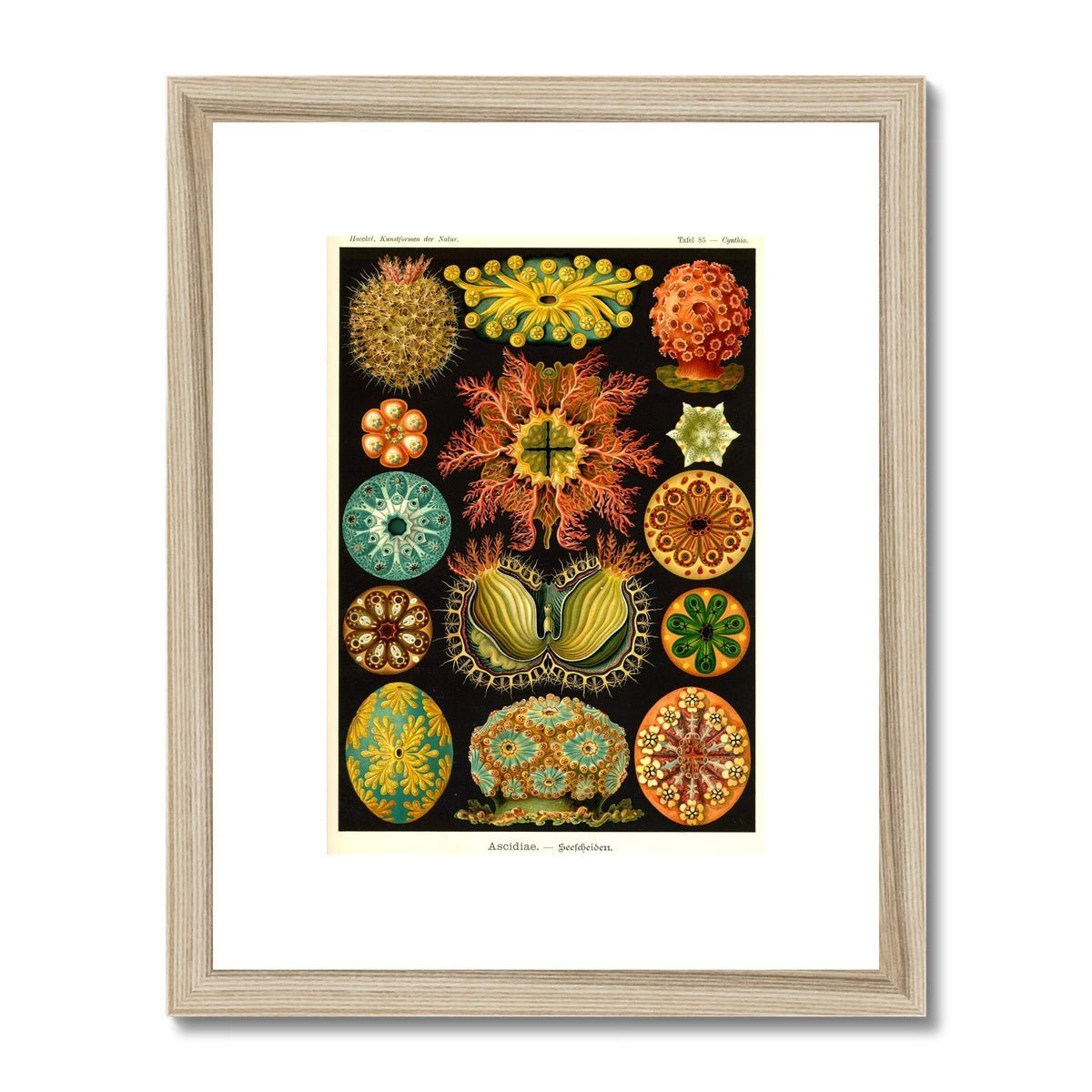 Fine art 6"x8" / Natural Frame Ernst Haeckel, Ascidiea (Sea Squirts) Framed Print