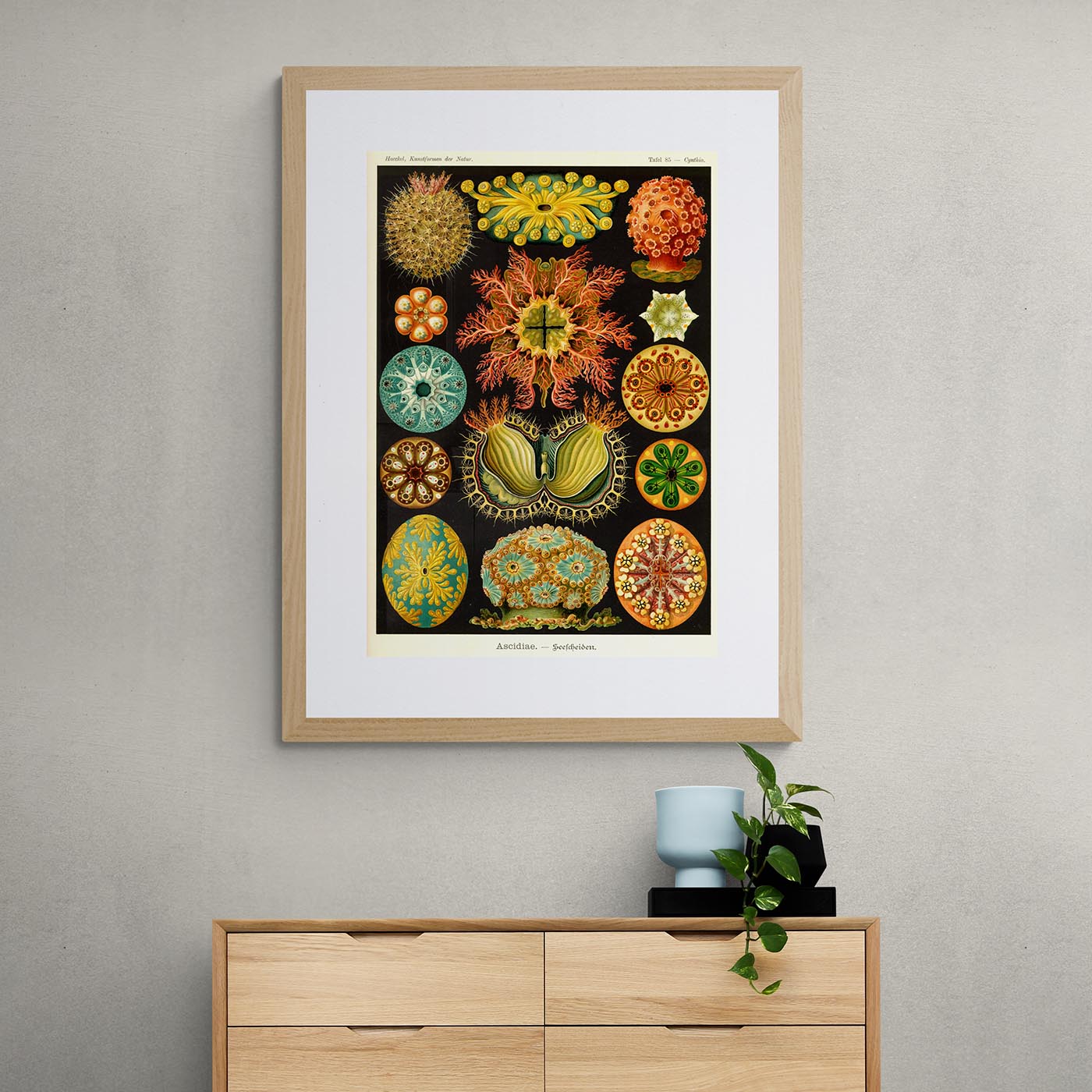 Fine art Ernst Haeckel, Ascidiea (Sea Squirts) Framed Print