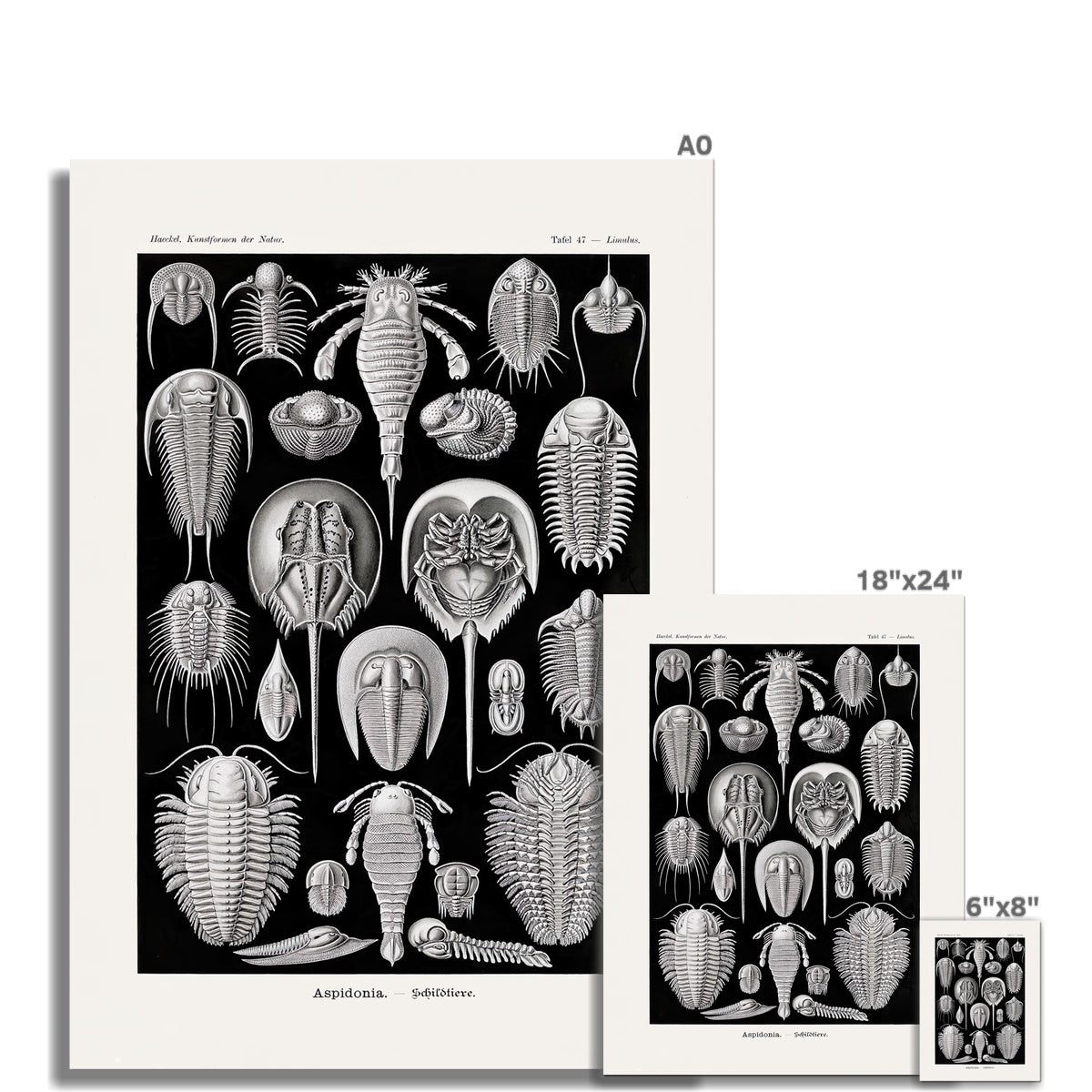 Ernst Haeckel Aspidonia Marine Life Coral, Seashell Botanical Giclée Fine Art Print