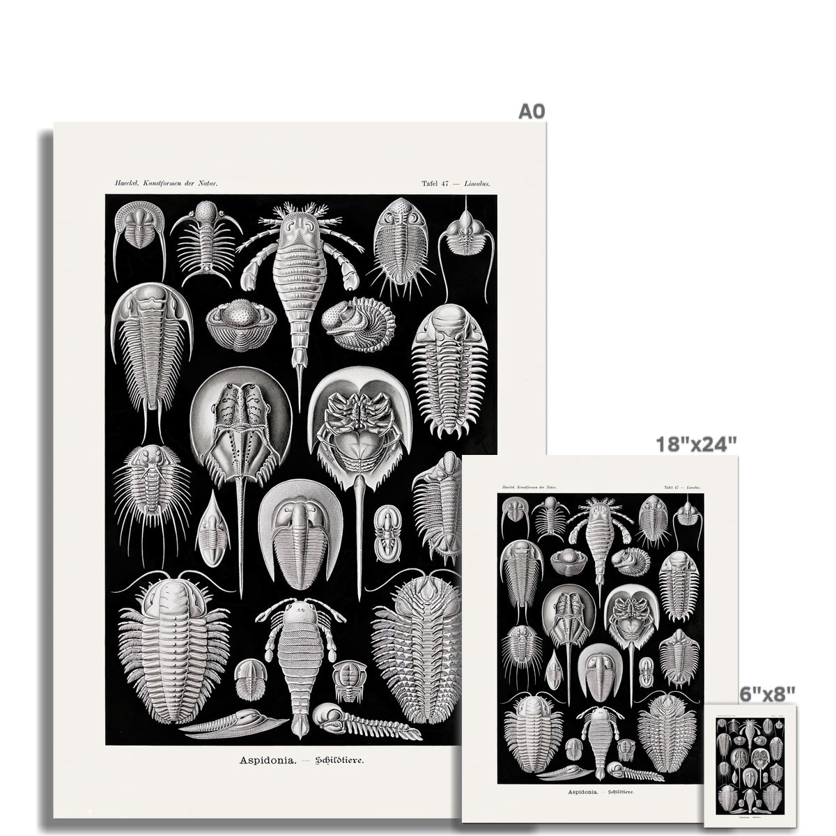 giclee Ernst Haeckel Aspidonia Marine Life Coral, Seashell Botanical Giclée Fine Art Print