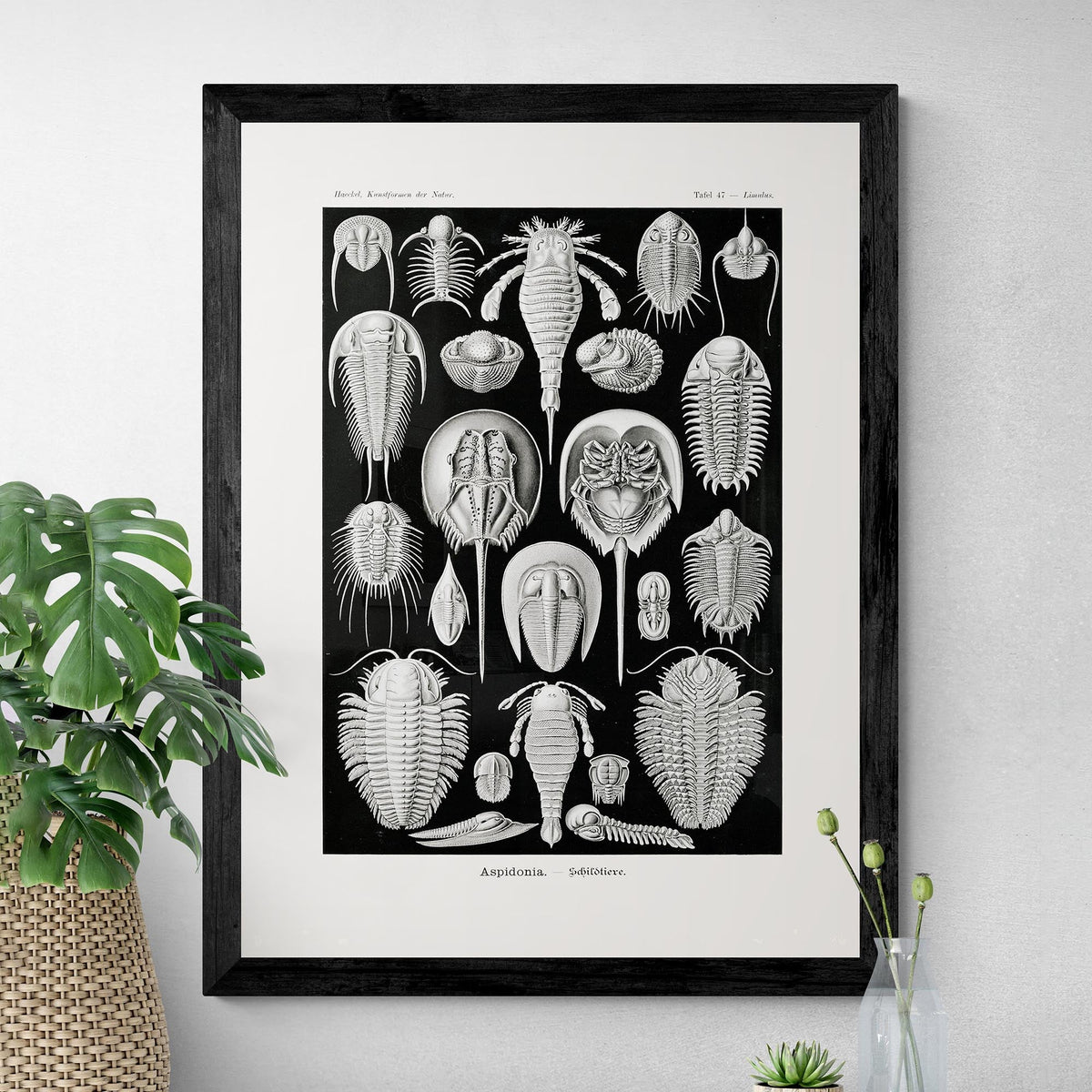 Ernst Haeckel Aspidonia Marine Life Coral, Seashell Botanical Giclée Fine Art Print