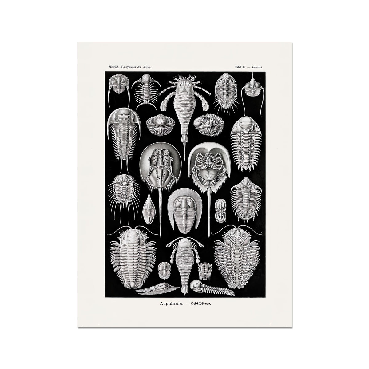 Ernst Haeckel Aspidonia Marine Life Coral, Seashell Botanical Giclée Fine Art Print