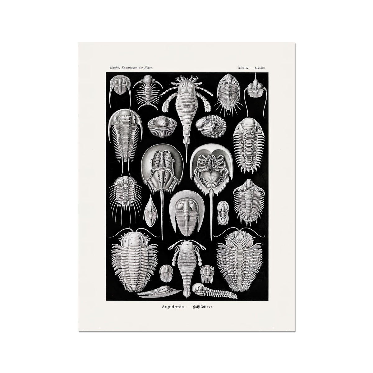 giclee 6"x8" Ernst Haeckel Aspidonia Marine Life Coral, Seashell Botanical Giclée Fine Art Print