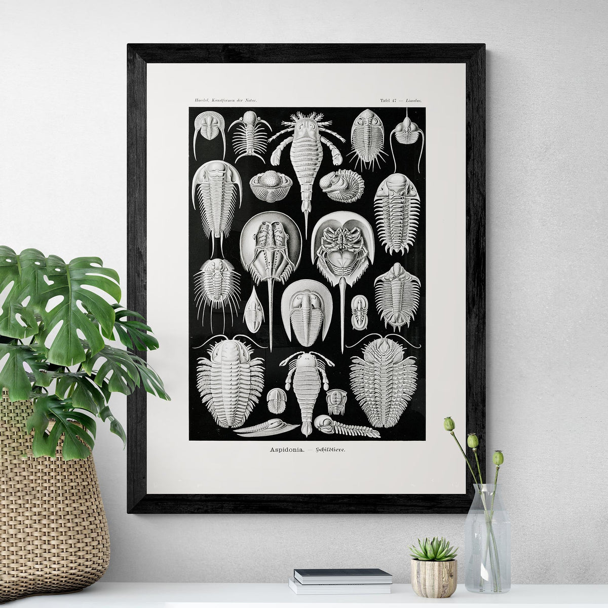 Ernst Haeckel Aspidonia Marine Life Coral, Seashell Botanical Giclée Fine Art Print
